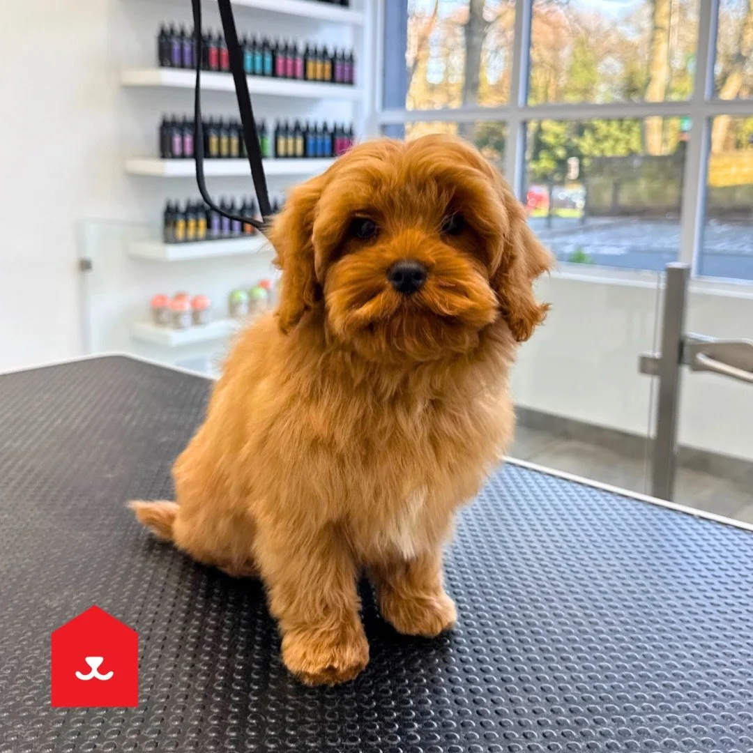 Bruno&rsquo;s Puppy Experience 😍🧡
Jesmond 📍 

#cavapoo