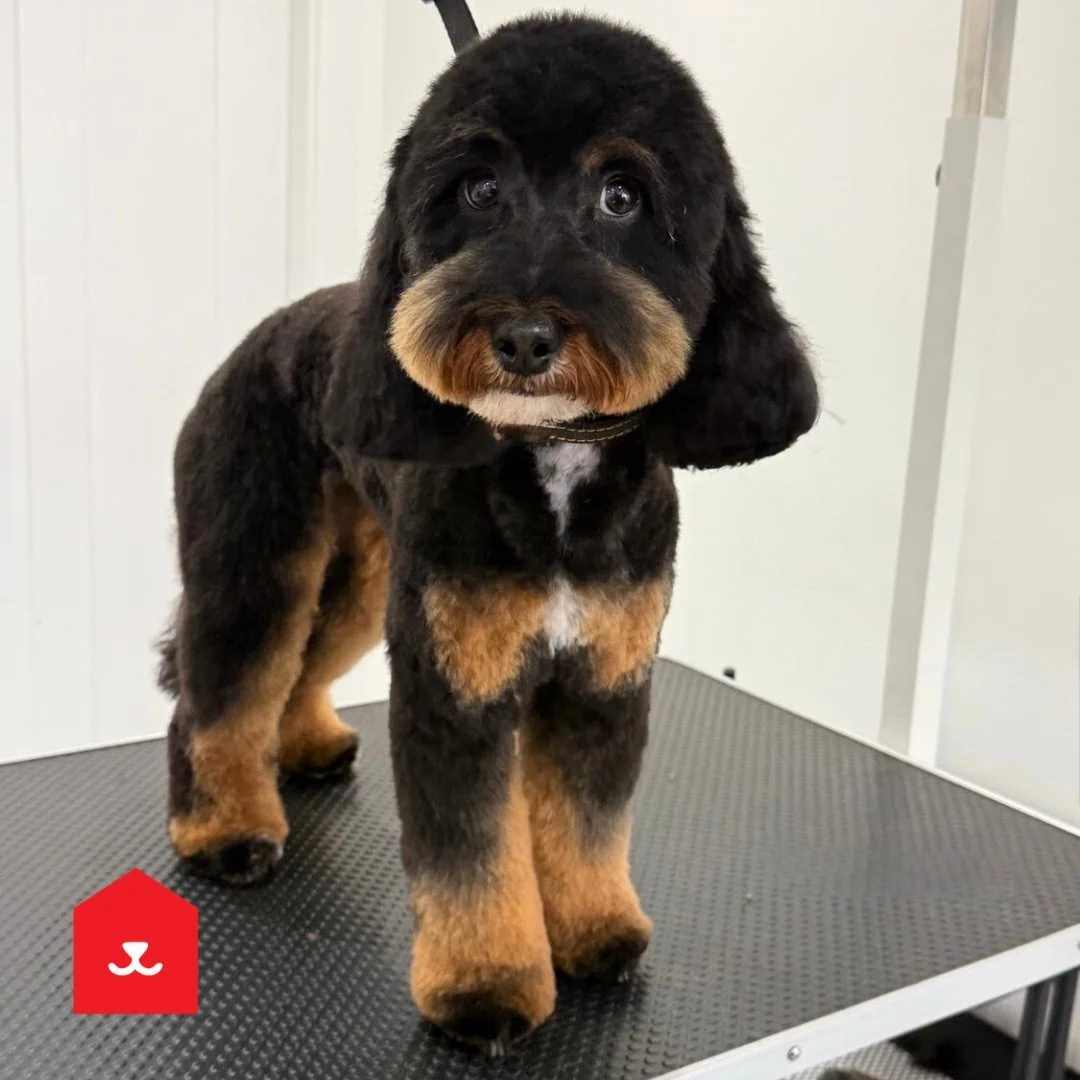 Maggie 🩷
Low Fell 📍

#cockapoo