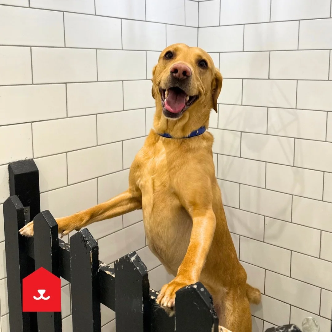 Milo waiting for his bath and de shedding treatment 😍 

📍 Low Fell

#labrador