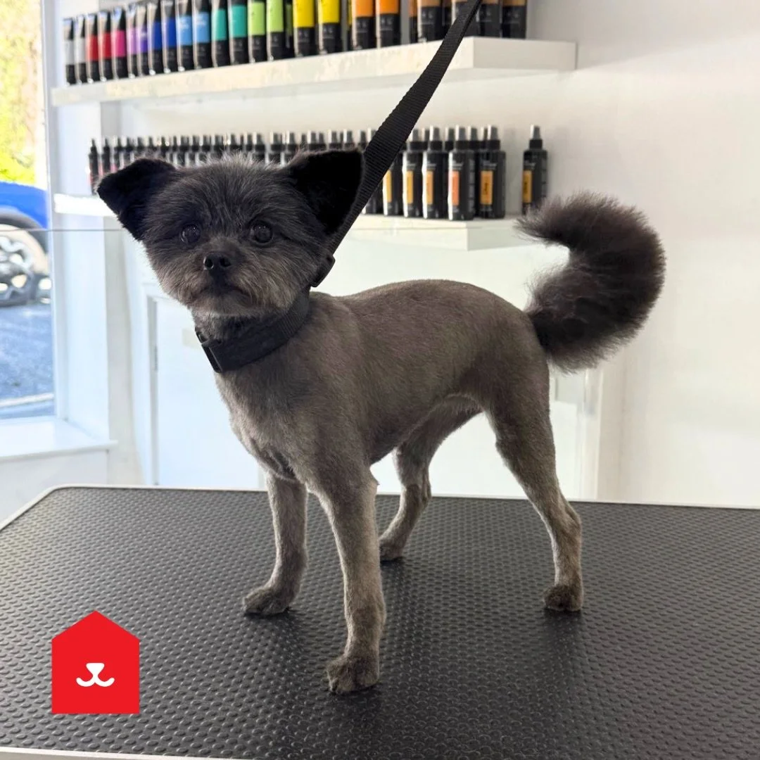 Betty 

Styled with ❤️ in Low Fell

#shihtzu #lowfell