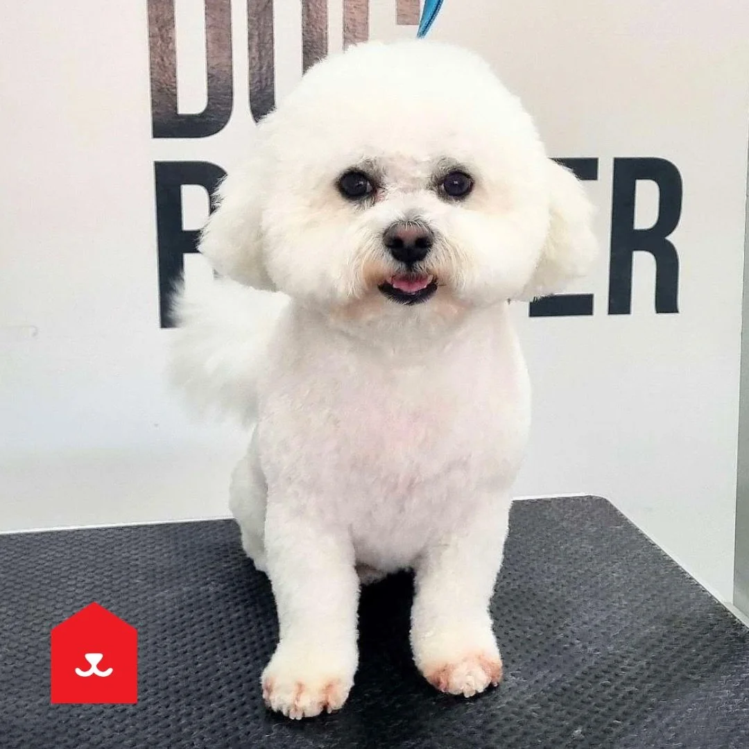 Ping pong 🏓 

Styled with ❤️ in Chester le Street 

#bichon #bichonfris&eacute;