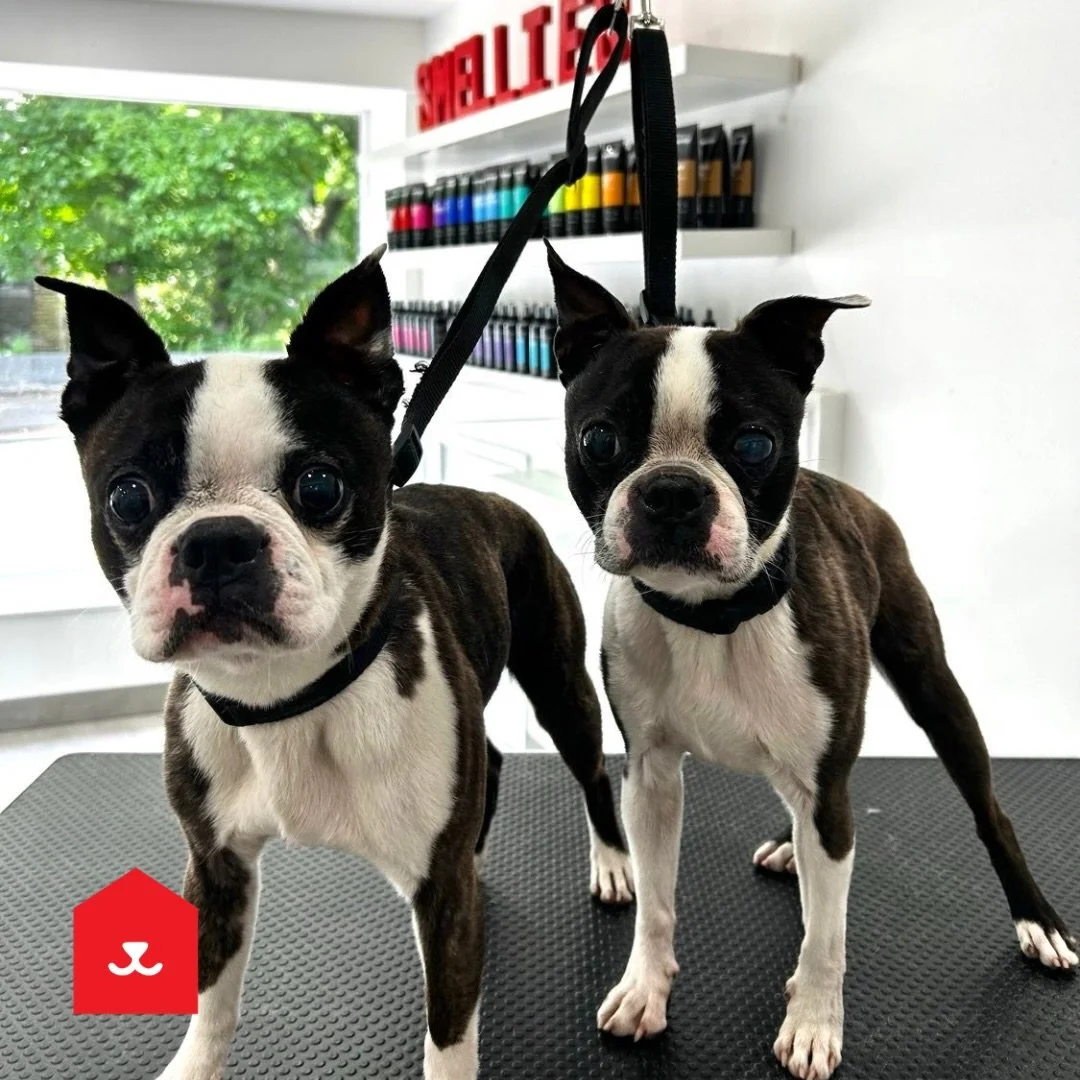 Brothers Ziggy &amp; Dexter visited Low Fell for their bath with Noah 🫧 

Here they are posing and smelling fresh 💙

#boston #bostonterriernation