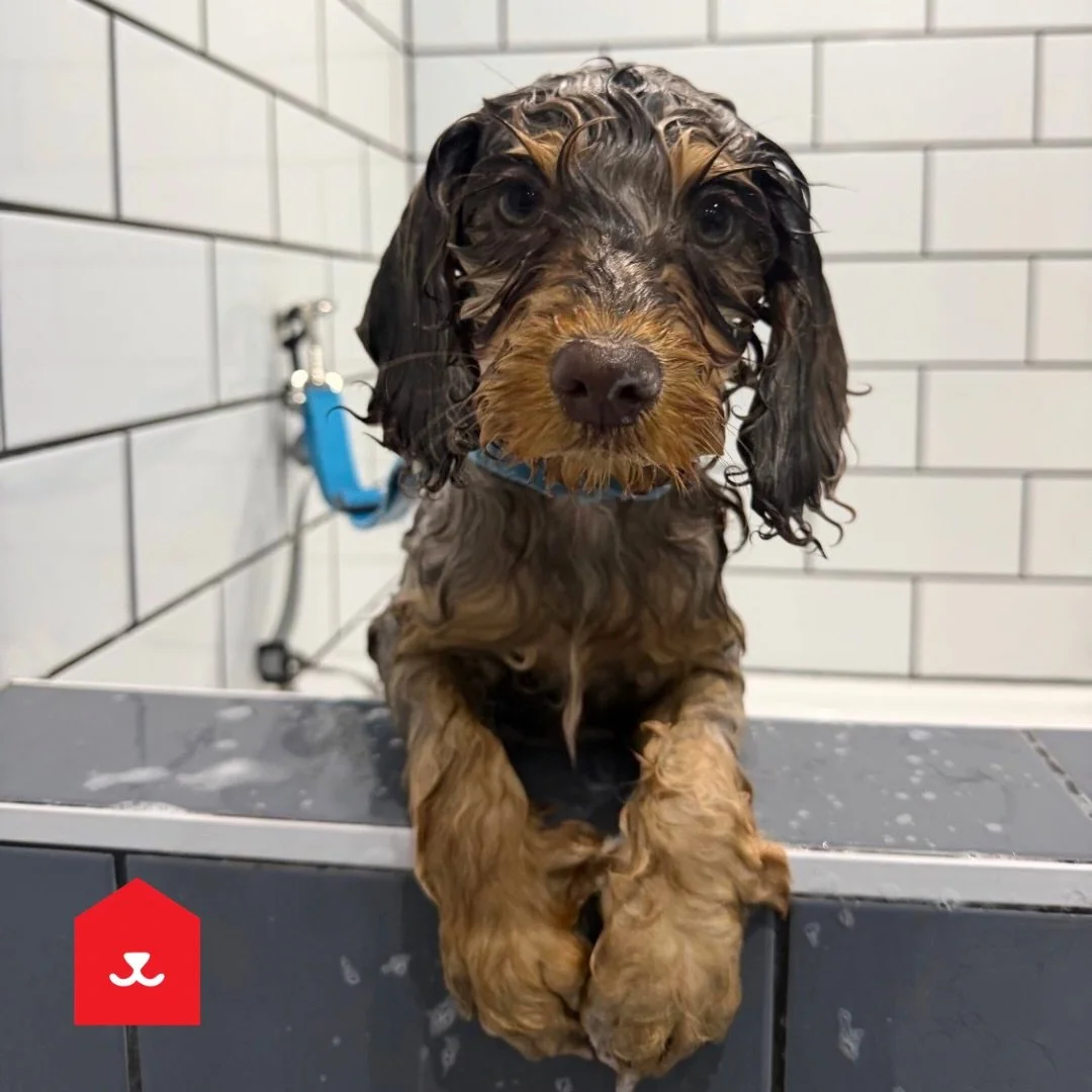 Margot&rsquo;s first bath and puppy experience 😍