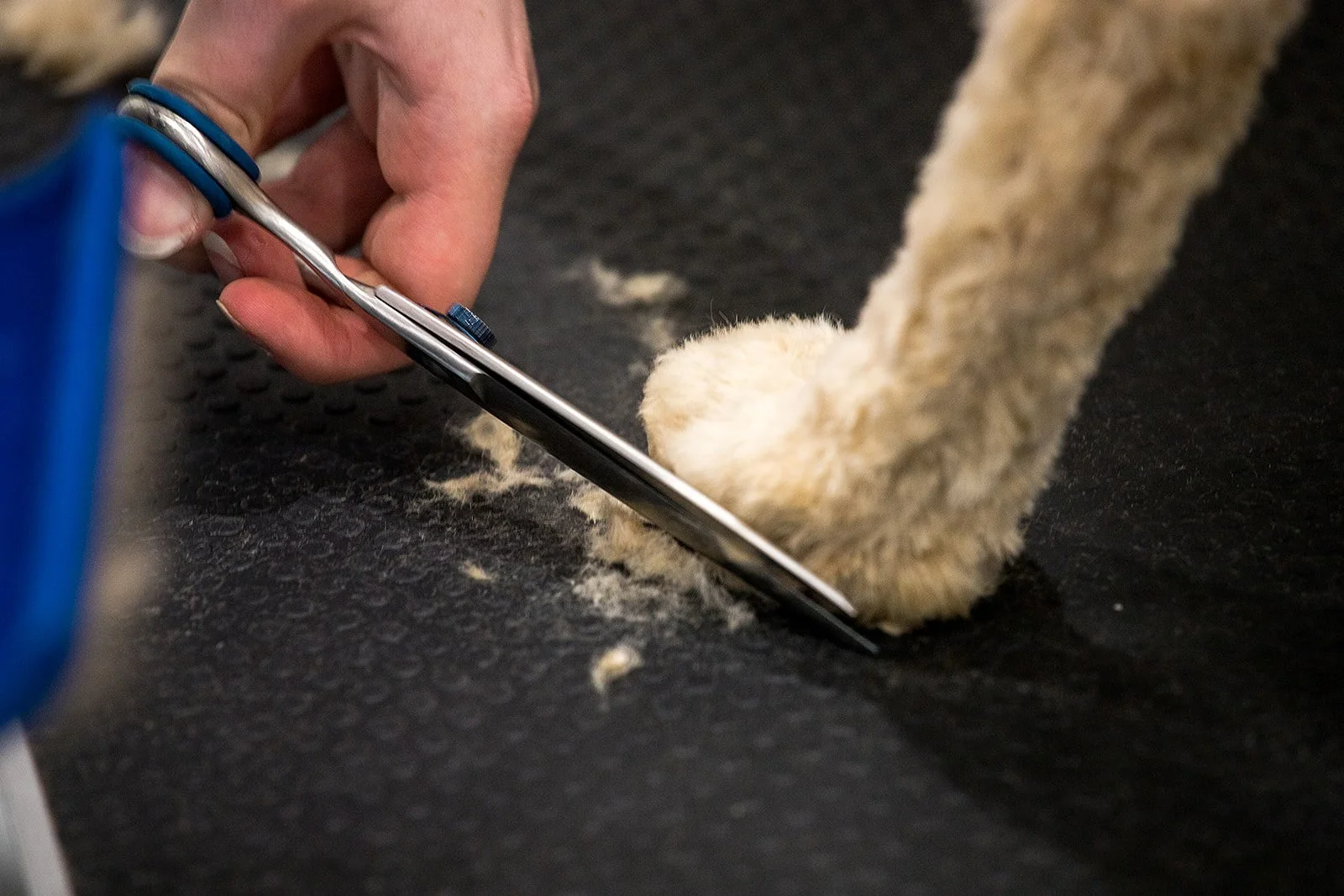 Free Home Dog Grooming Masterclass Course | 7-Language Certificate