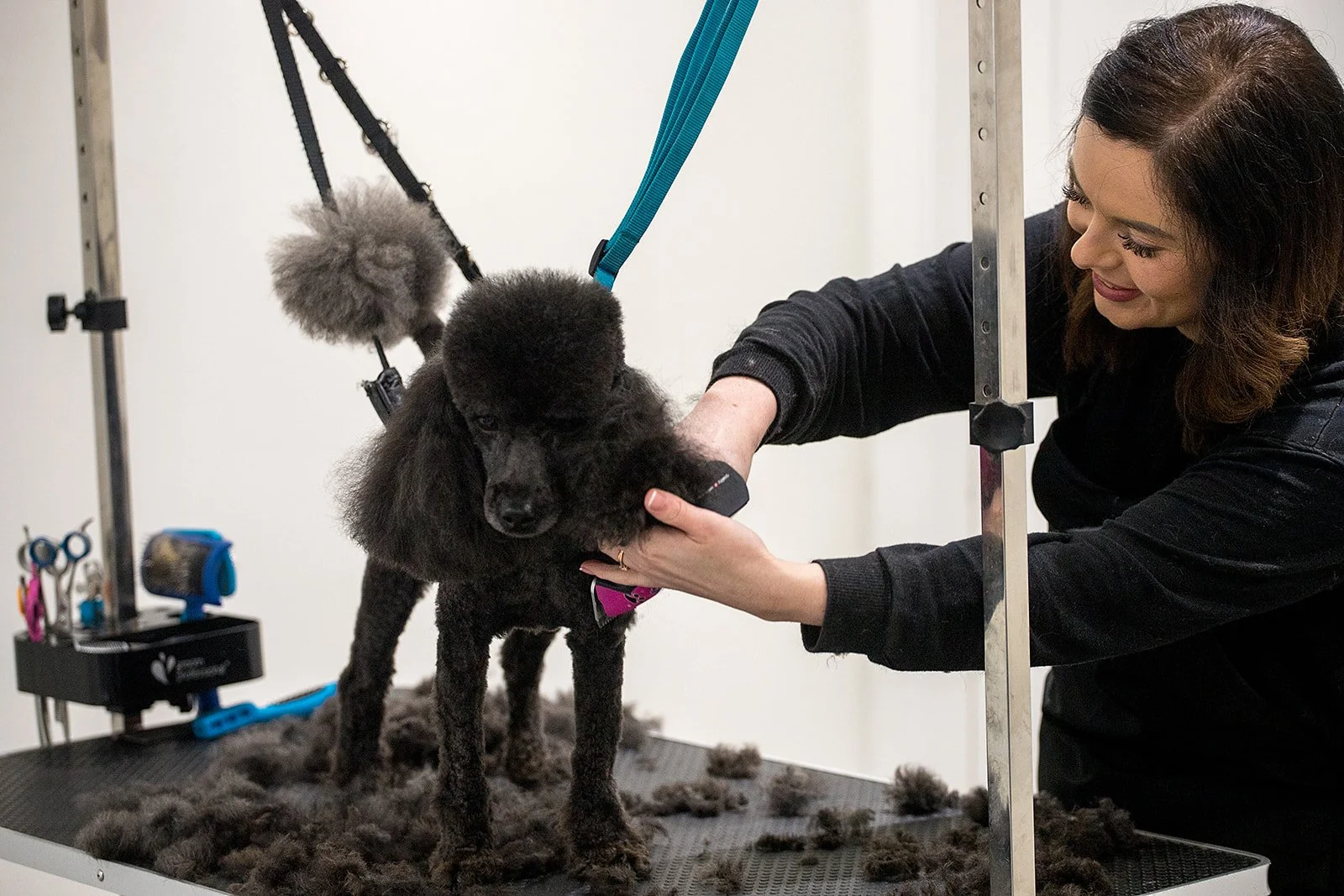 DOG GROOMING & DOG GROOMING TRAINING COURSES