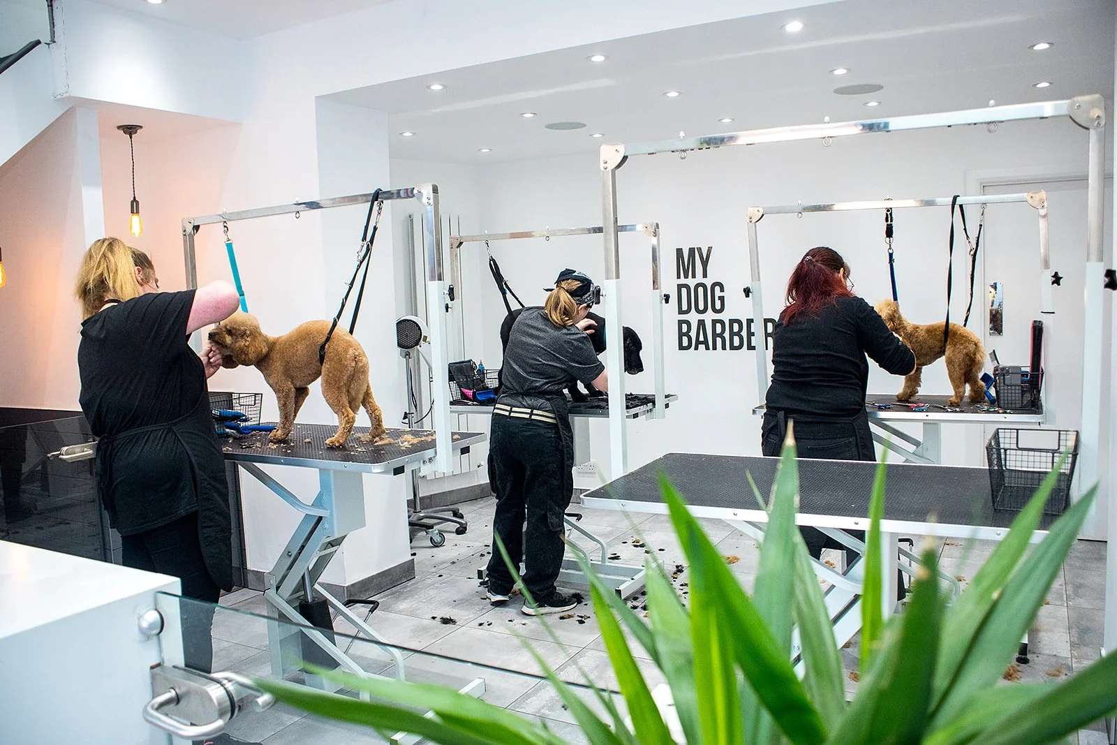 DOG GROOMERS IN CHESTER LE STREET, DURHAM — DOG GROOMING & DOG GROOMING