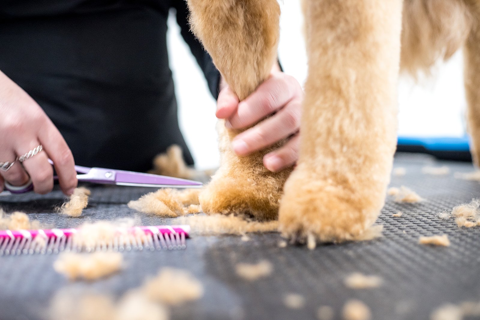 a professional dog groomer — DOG GROOMING & DOG GROOMING