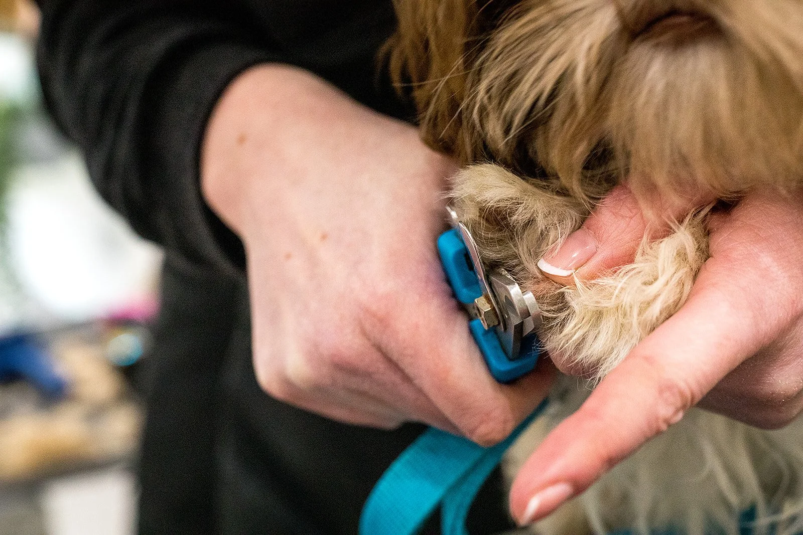 Our courses — DOG GROOMING & DOG GROOMING TRAINING COURSES