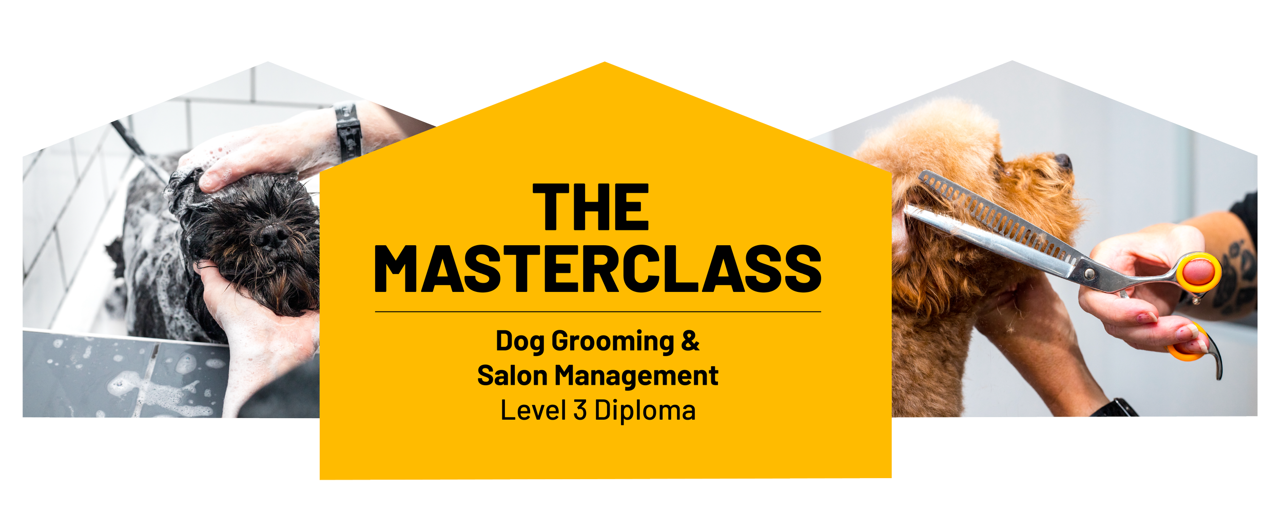 Dog Groomer Courses | Become a Professional Dog Groomer — Dog Grooming