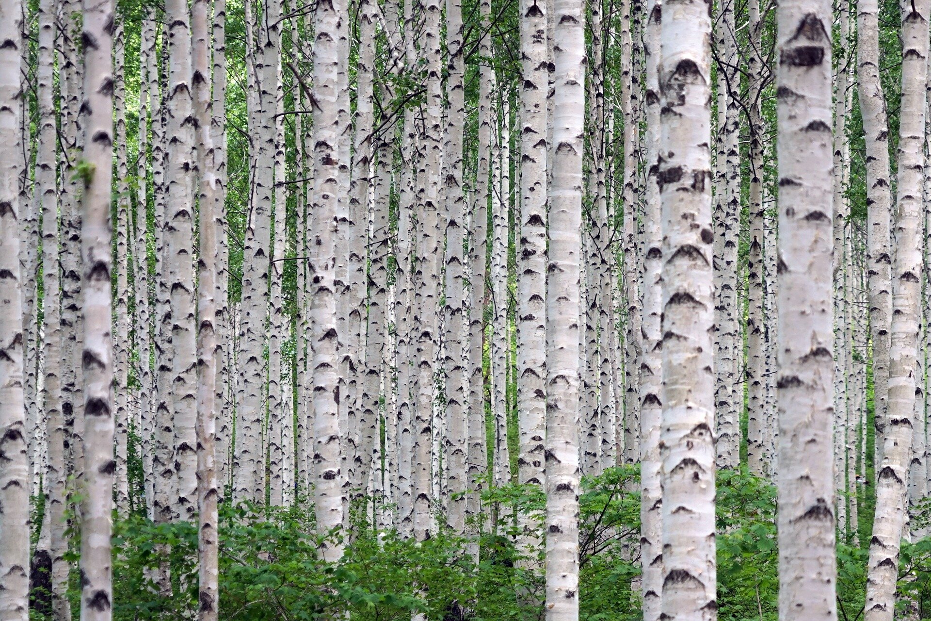 Много березок. Betula papyrifera. Березовый лес. Береза картинка. Апрельские березы.