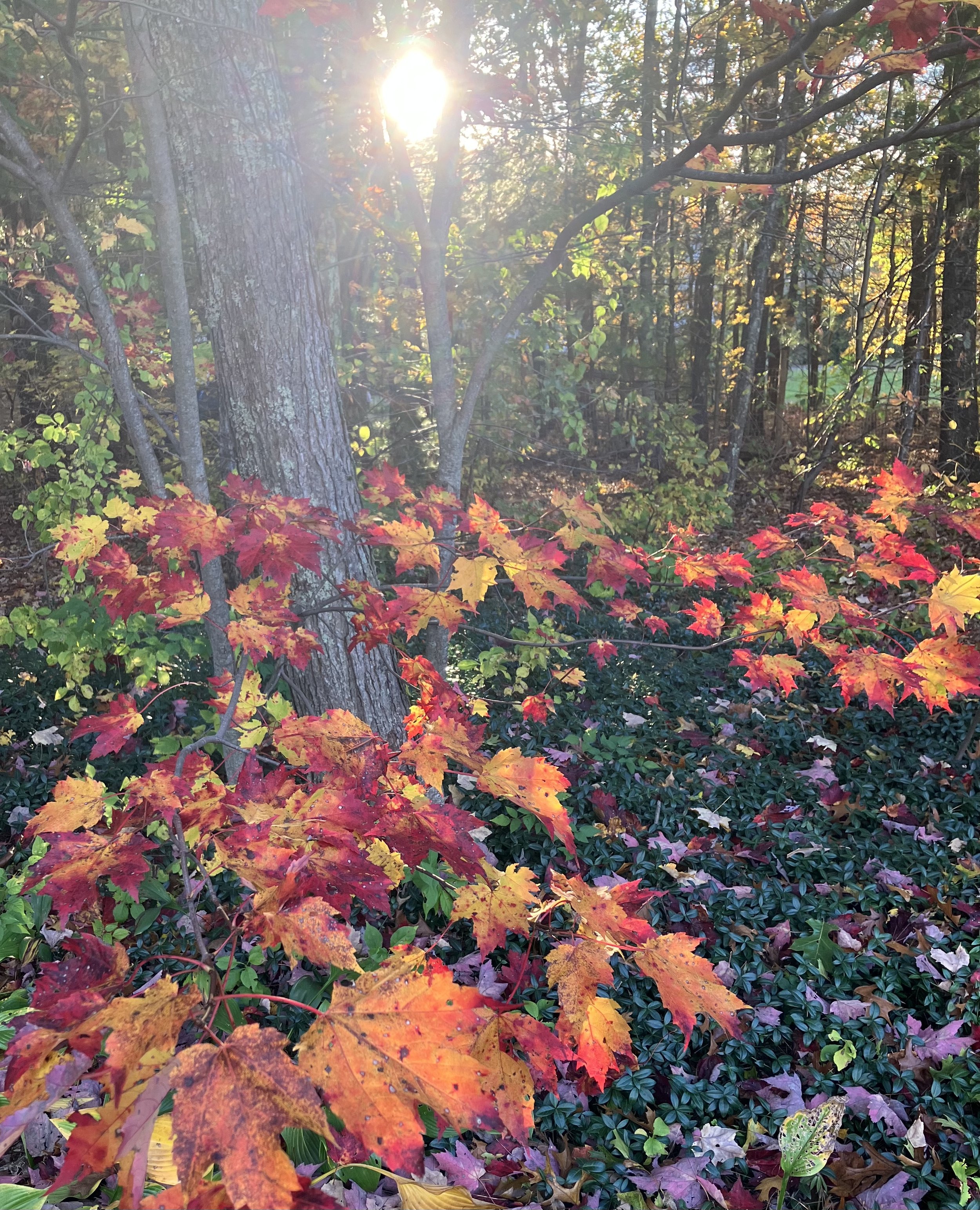 Embrace Impermanence, Improve Executive Functioning