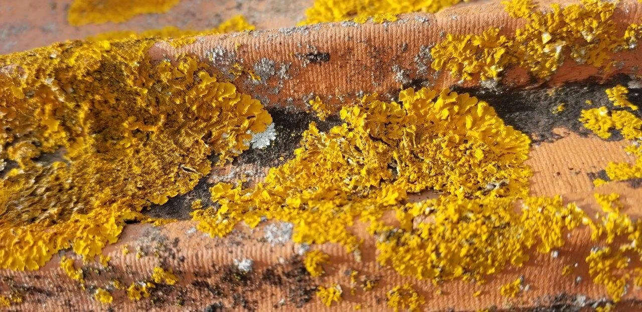 Texture_01.jpg