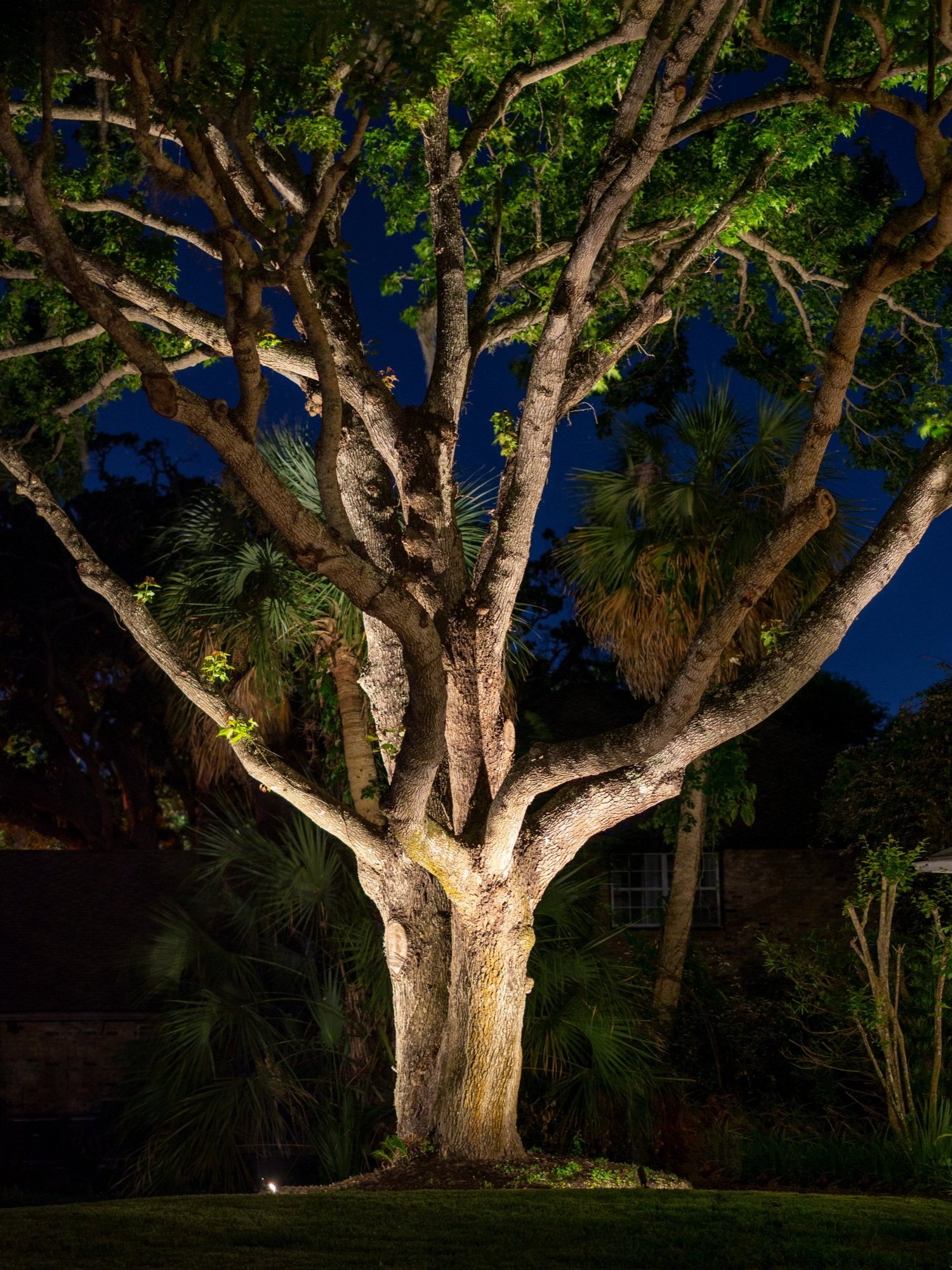 Landscape - Accenting Trees Outdoor Lighting