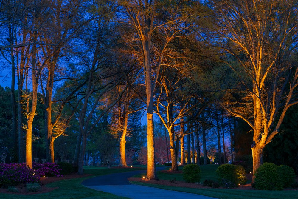 Landscape Lighting Accenting Trees, How To Light Landscape Trees