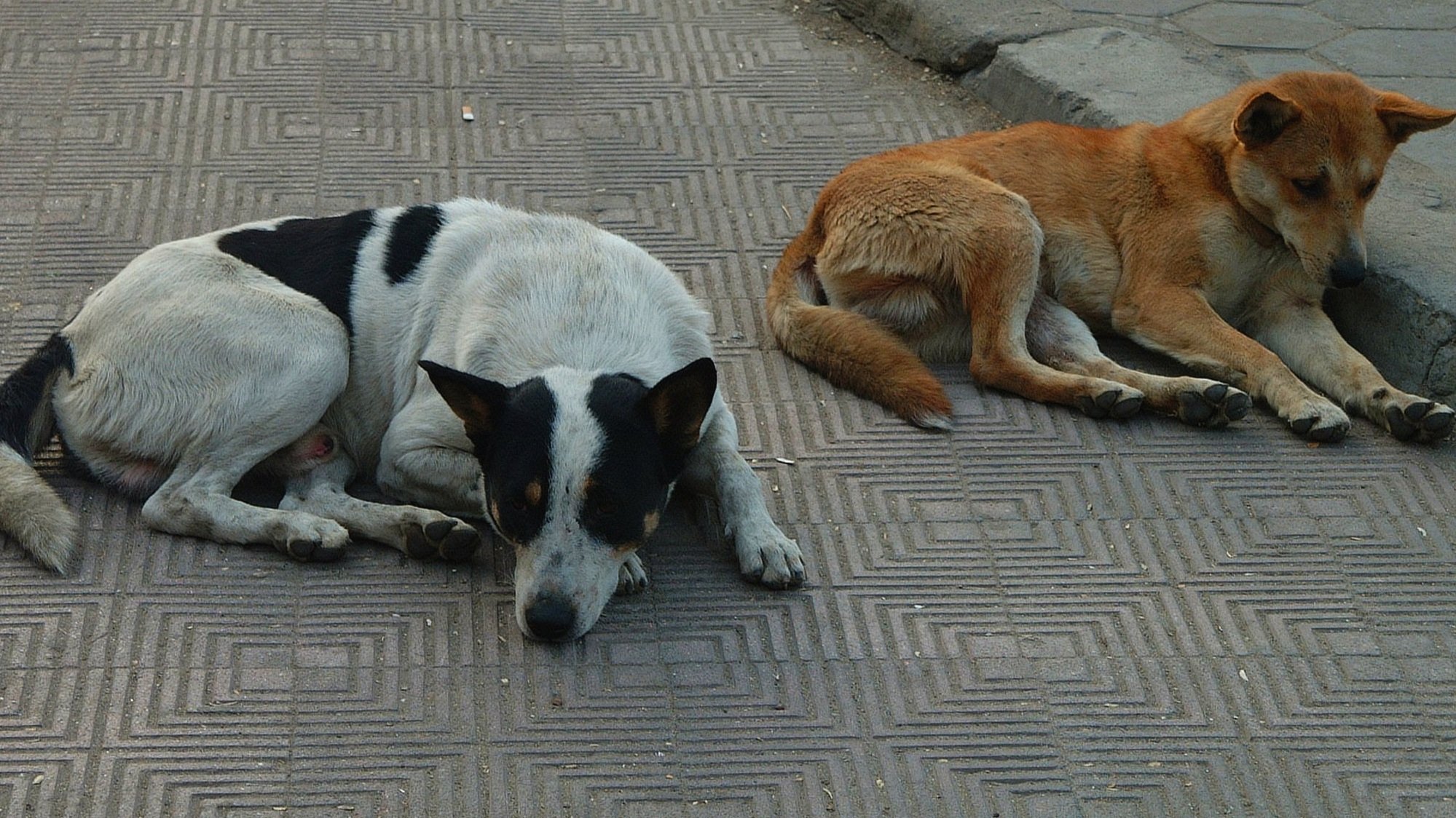Street scene, Cairo, Egypt