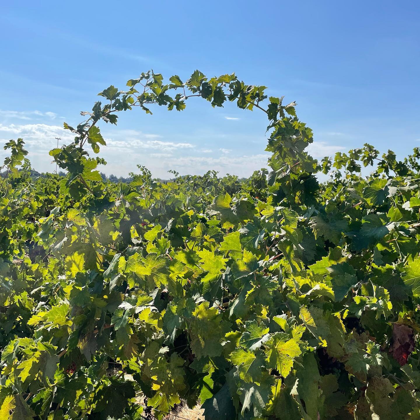 On my favorite run today&hellip; loved the arch&hellip; grapes are in veraison, which means harvest is just a few weeks away!