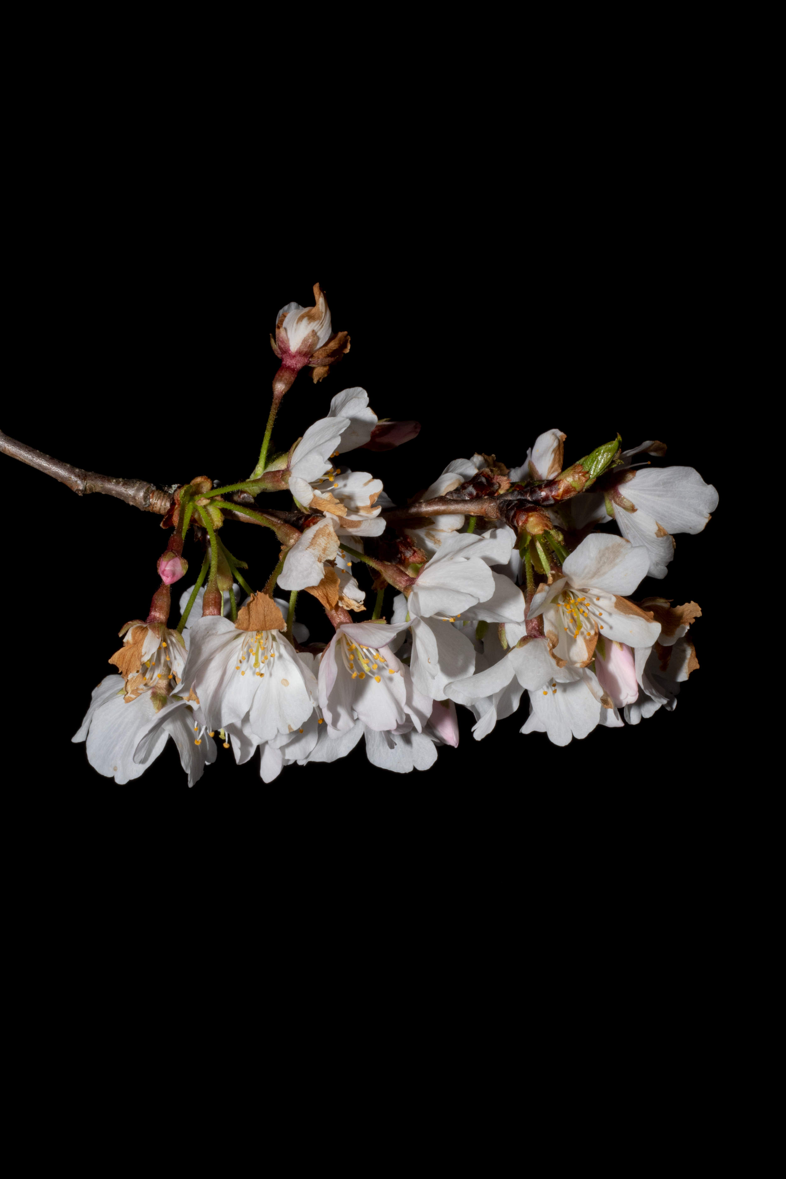 flower1.png