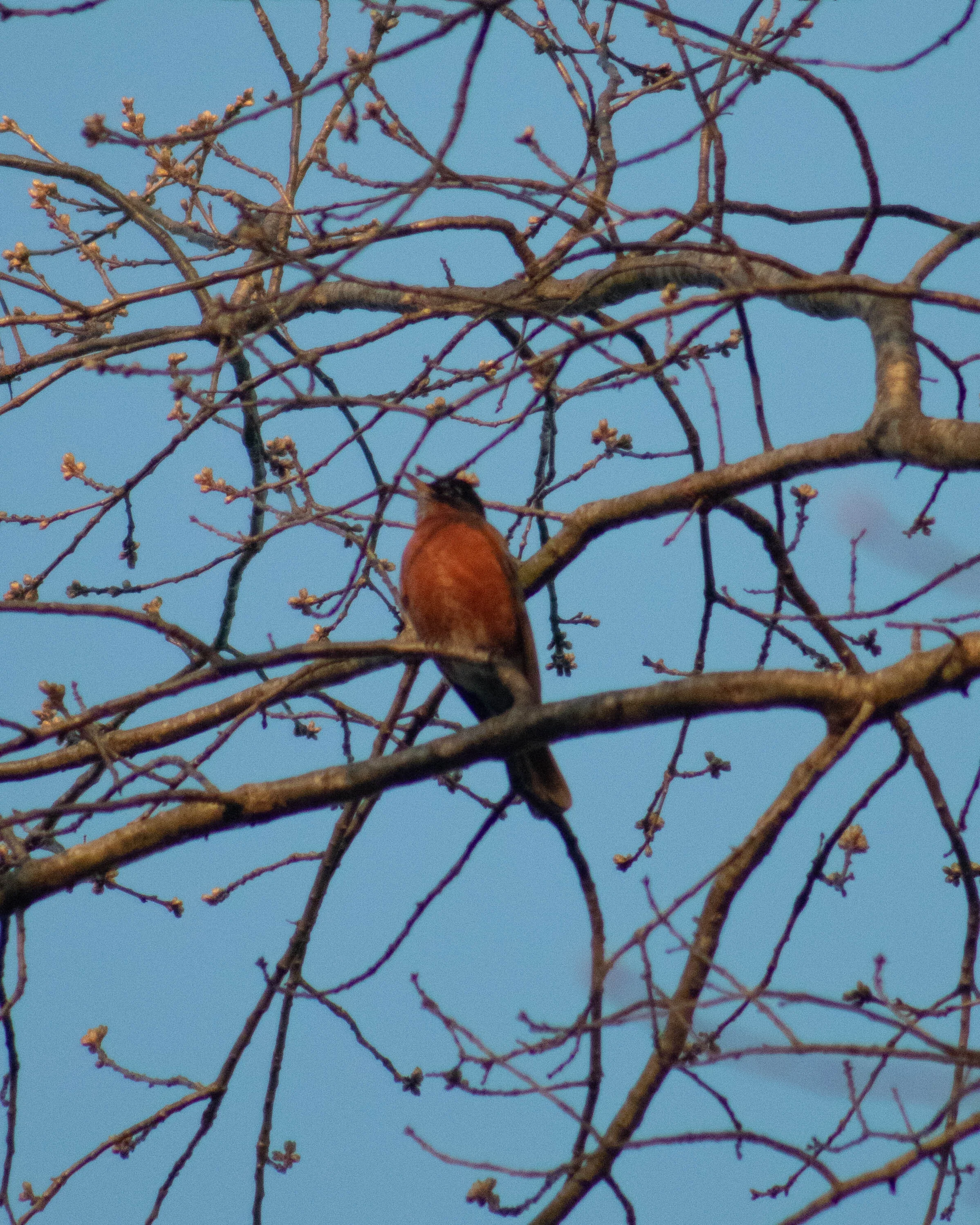 Robin in spring - Canon SL2 + 70-300mm