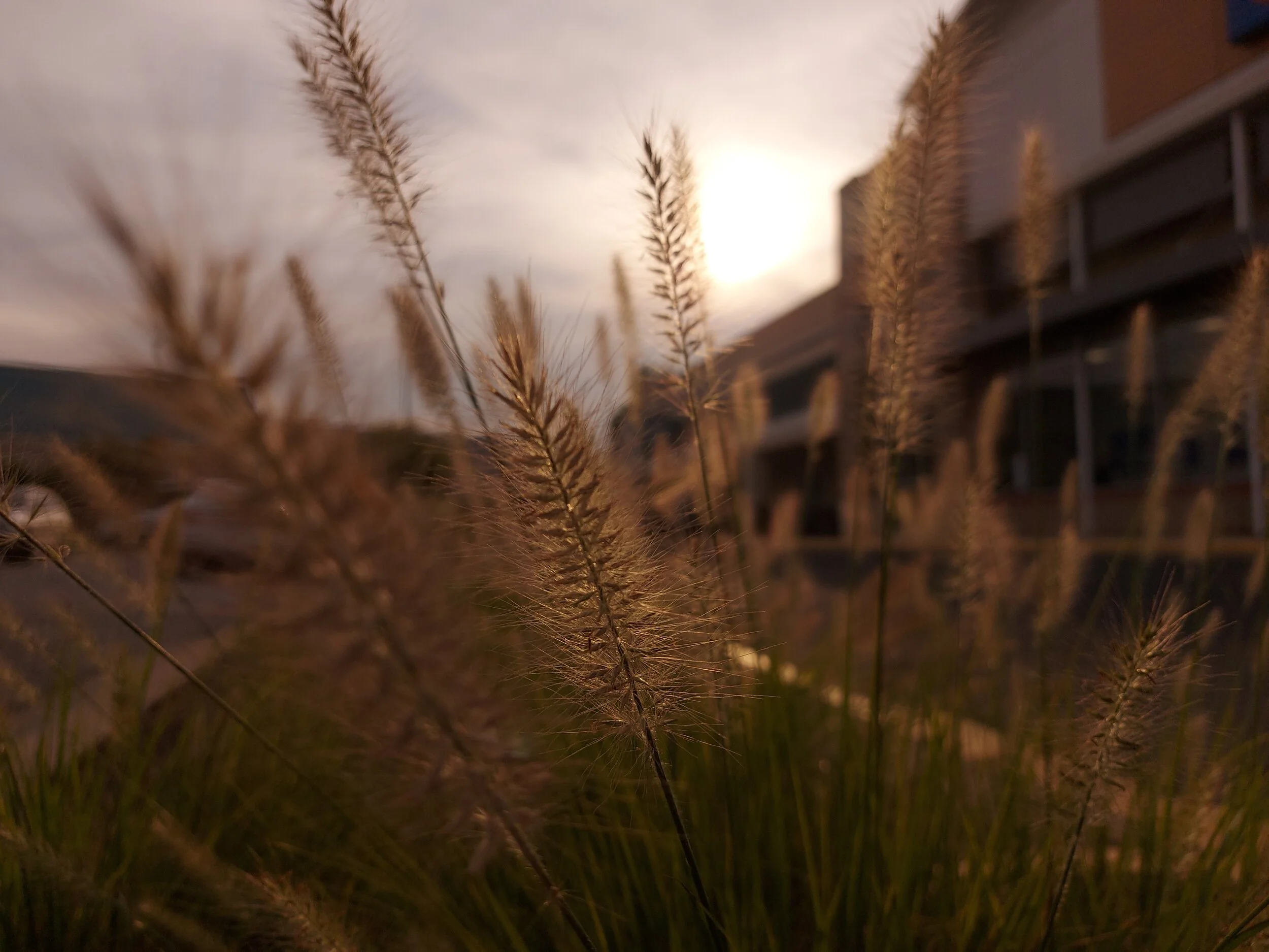 Grass backlit by the setting sun: Shot on Samsung A71 (Unedited)