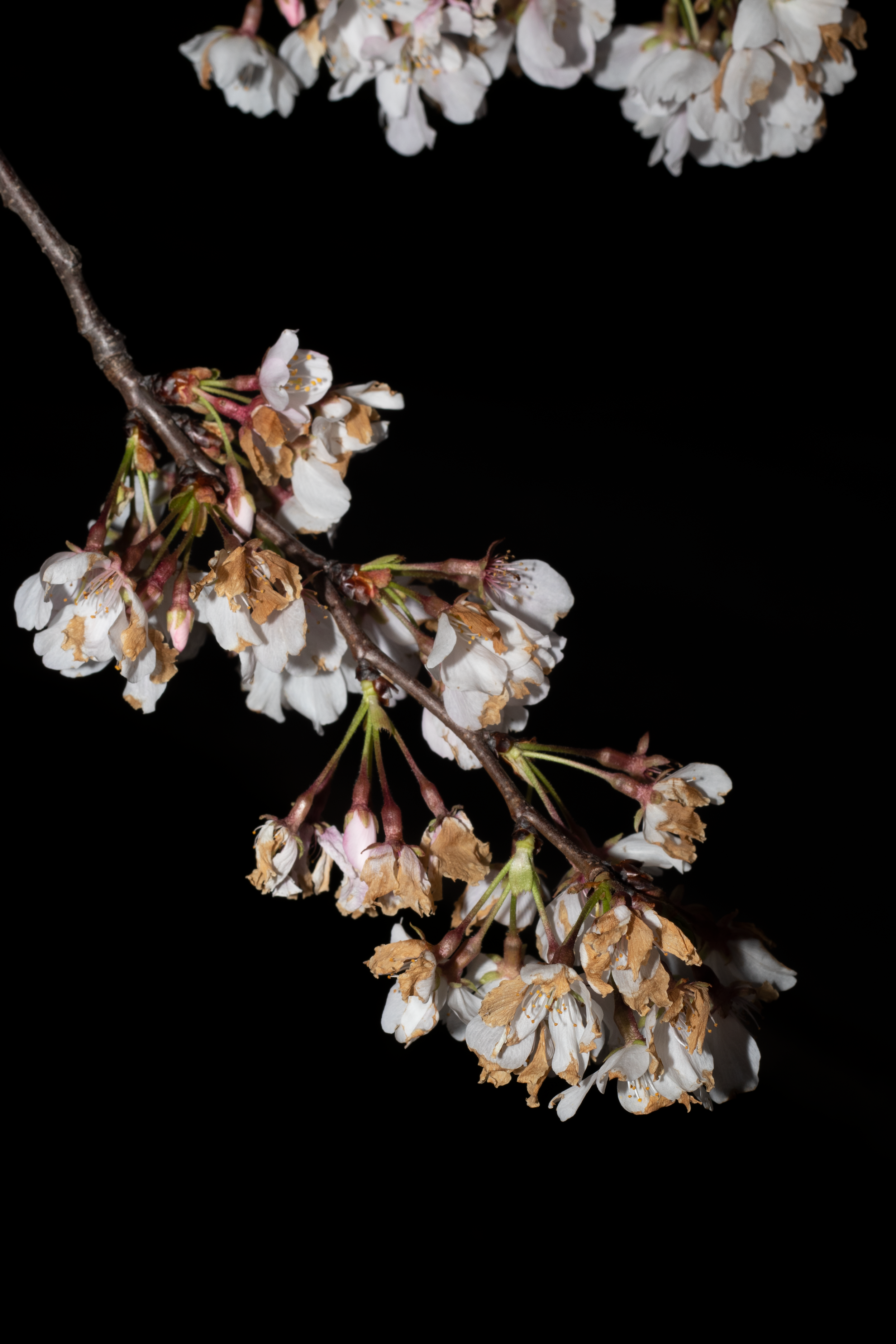 flower5.png