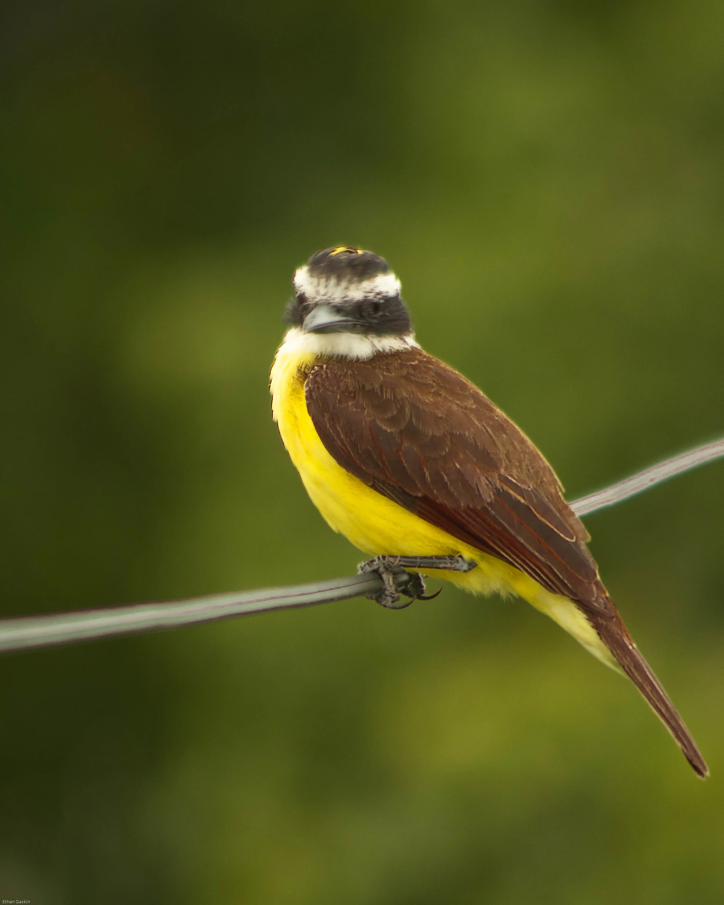Kiskadee: Canon SL2 with 70-300mm