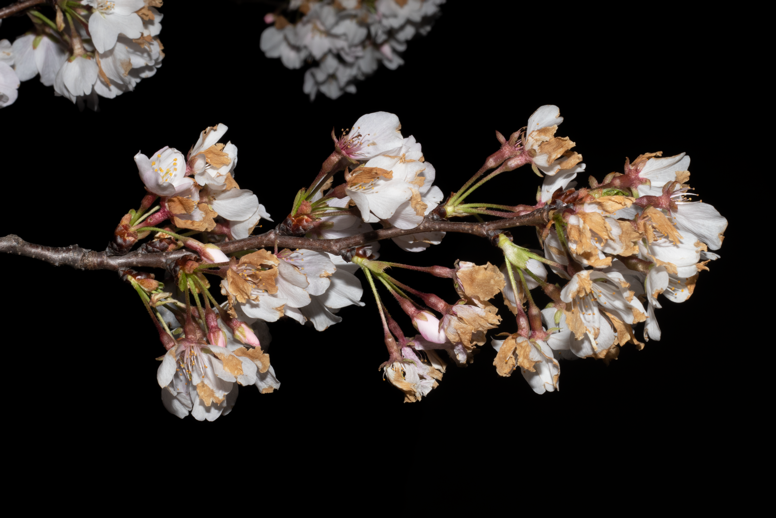 flower8.png