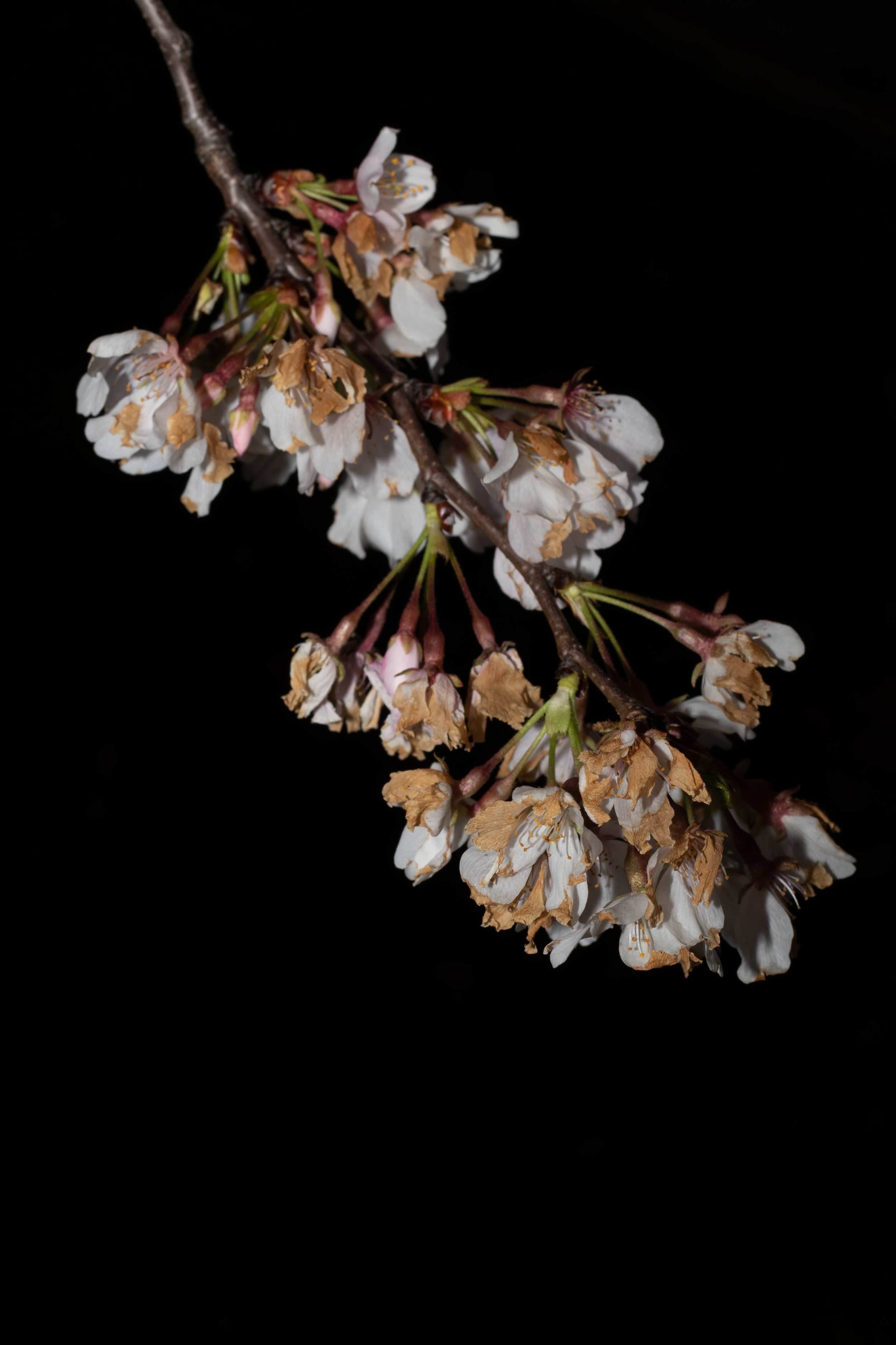 flower7.png