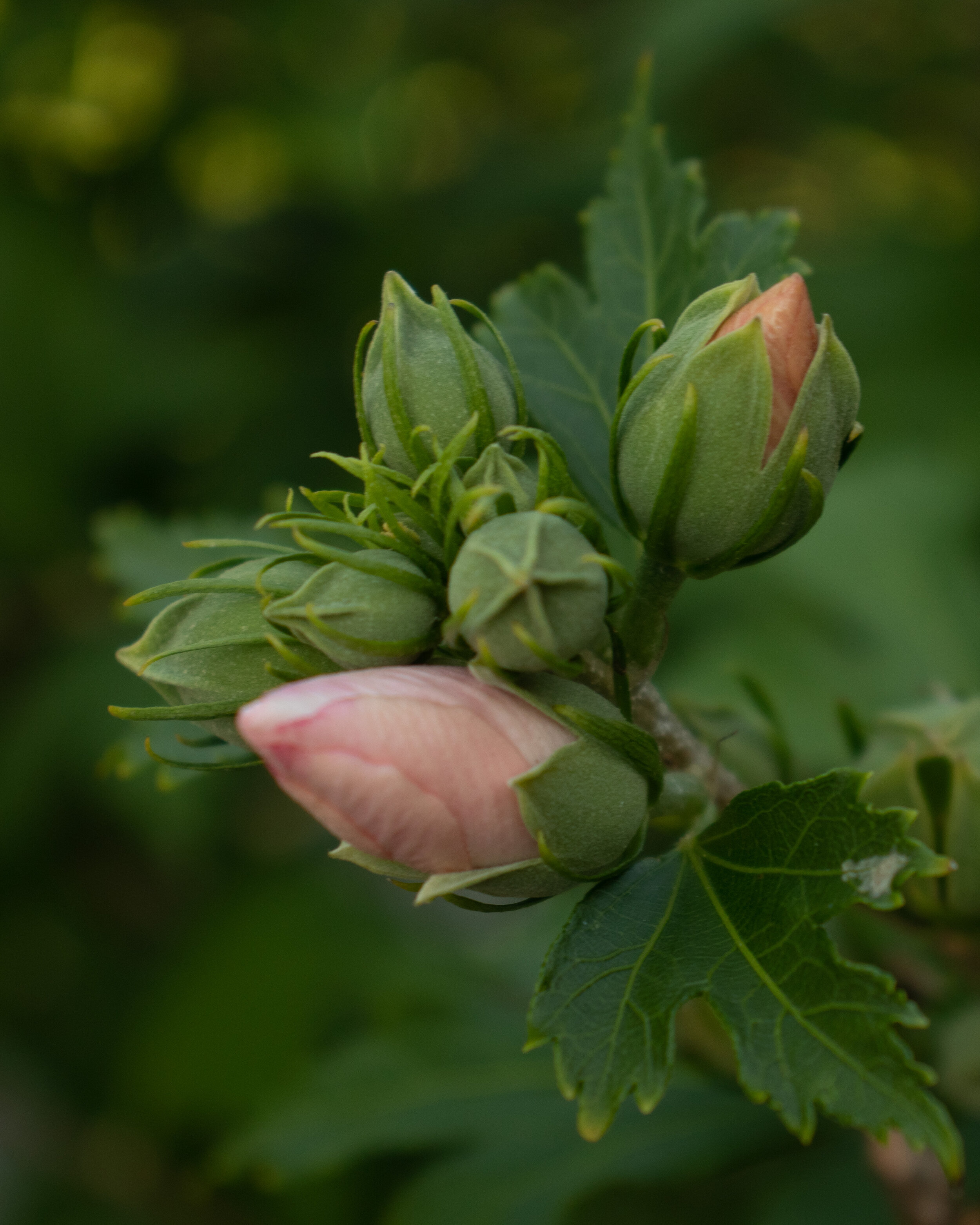IMG_8273.jpg