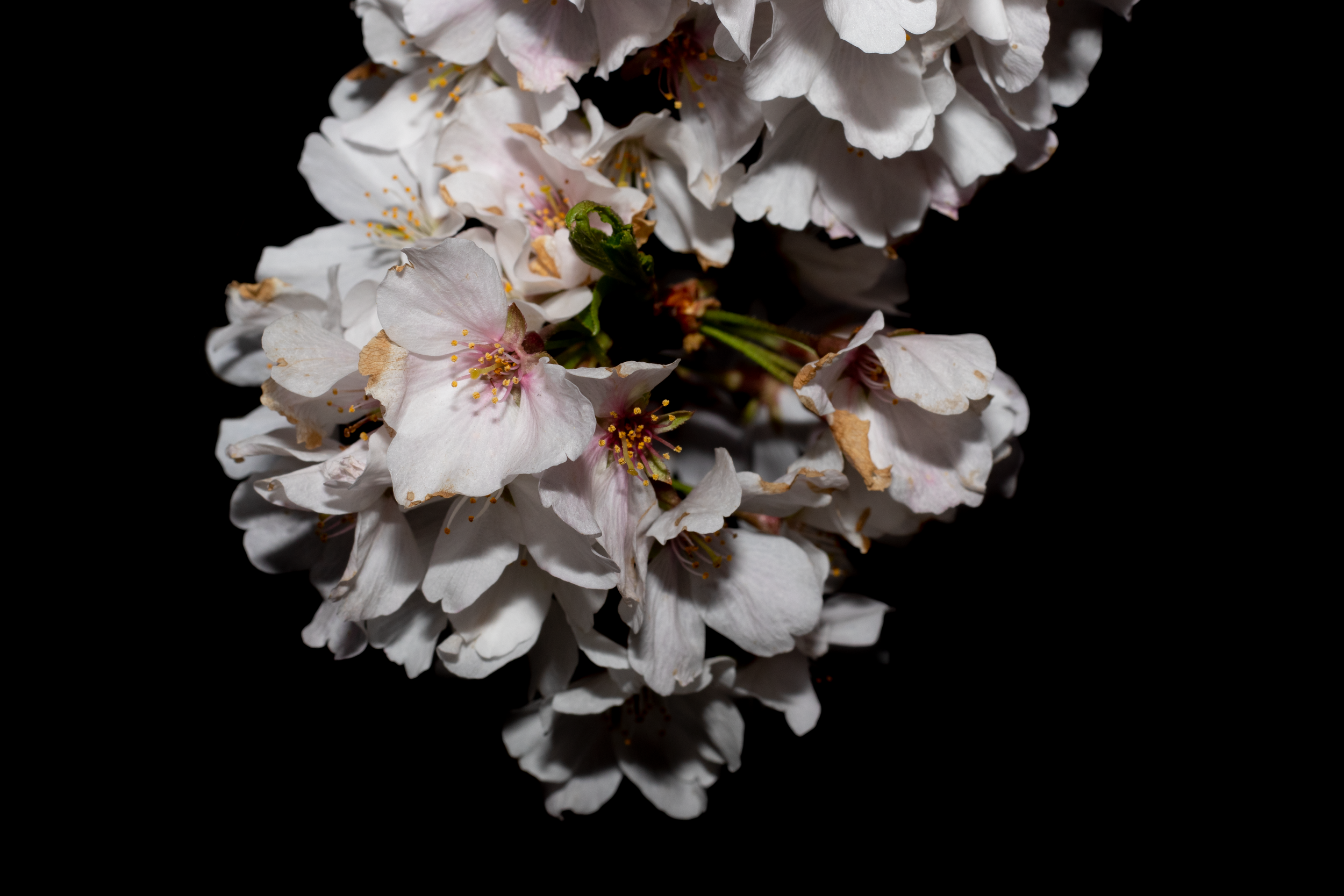 flower.png