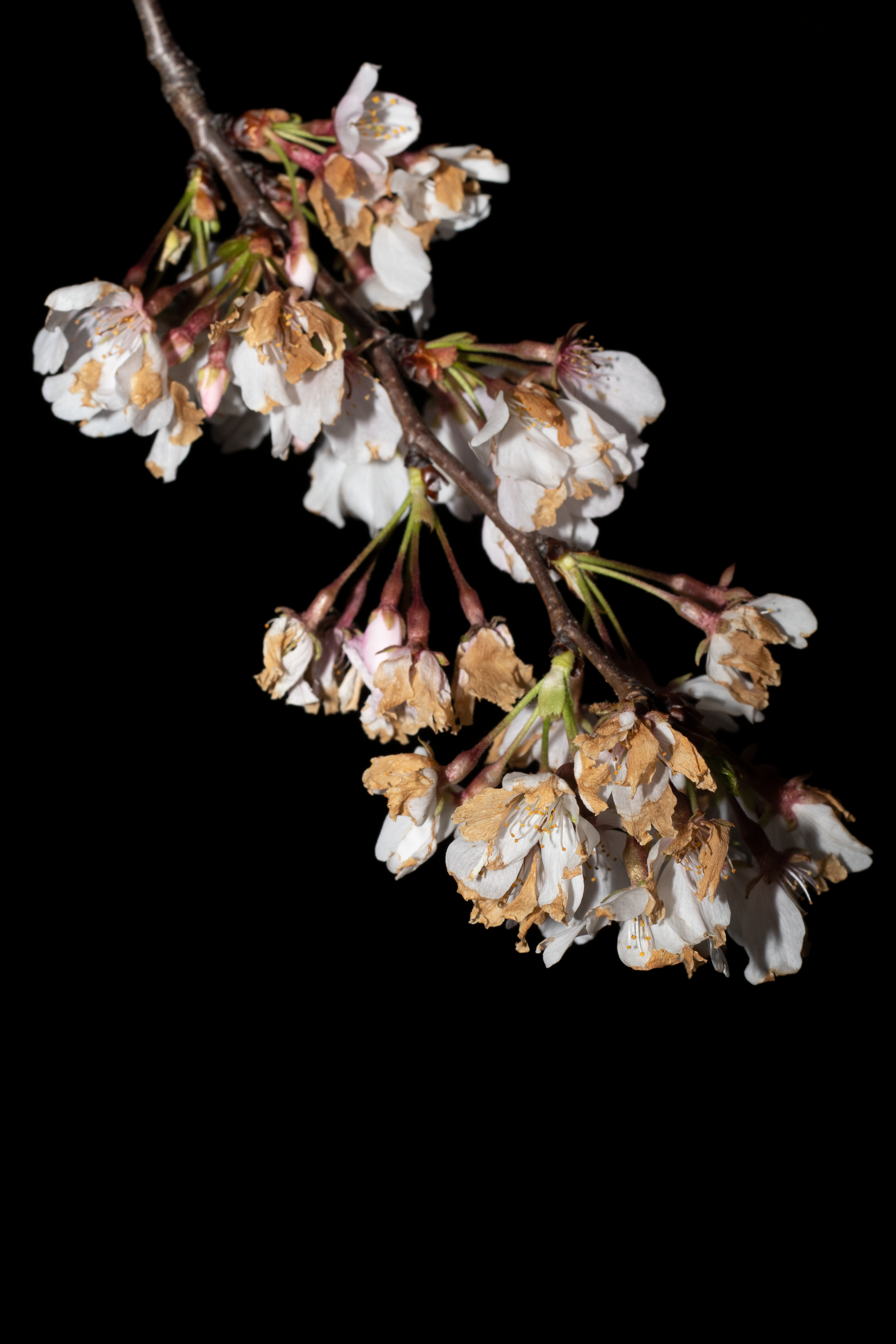 flower9.png