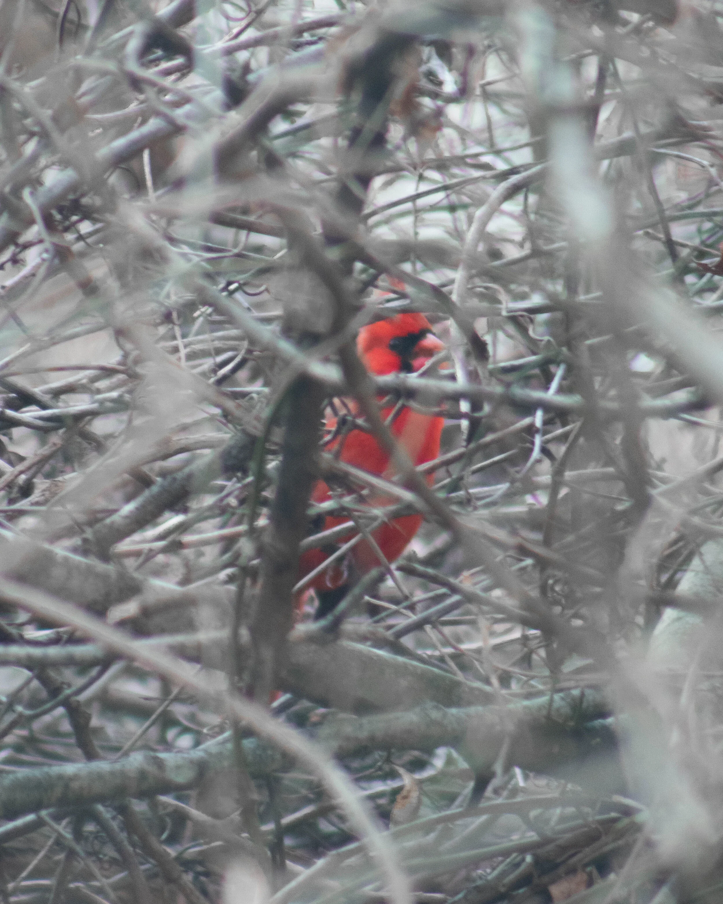 A cardinal in the bush- Canon SL2 + 70-300mm