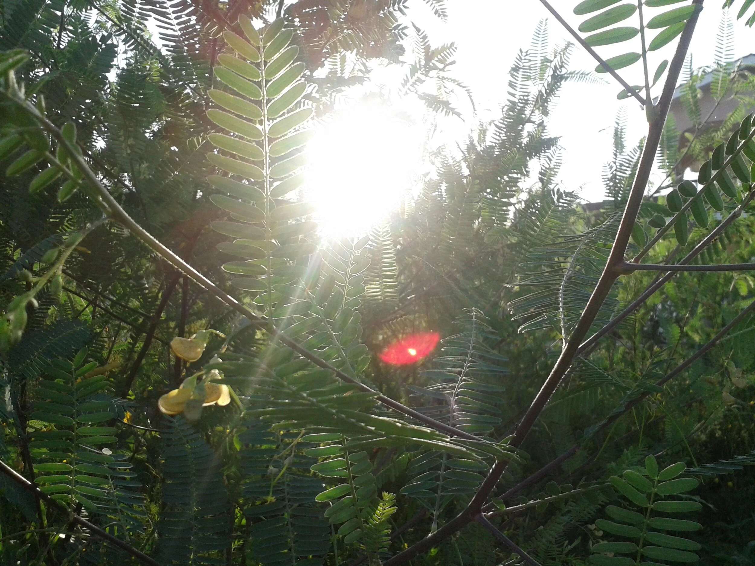 Forcing lens flares: Shot on Galaxy S3 mini