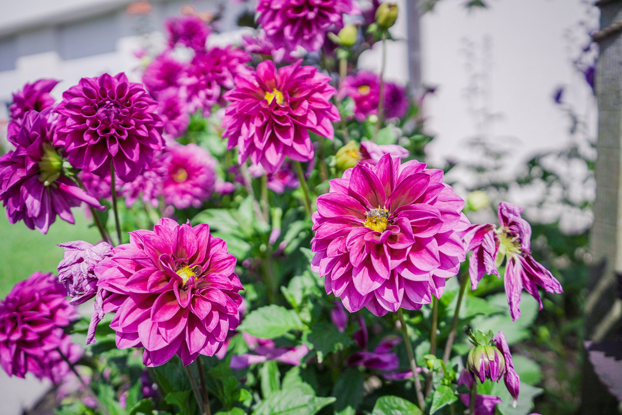 Rosa Dahlien in gepflegtem Garten – Bepflanzung von Köhn Gartenbau AG
