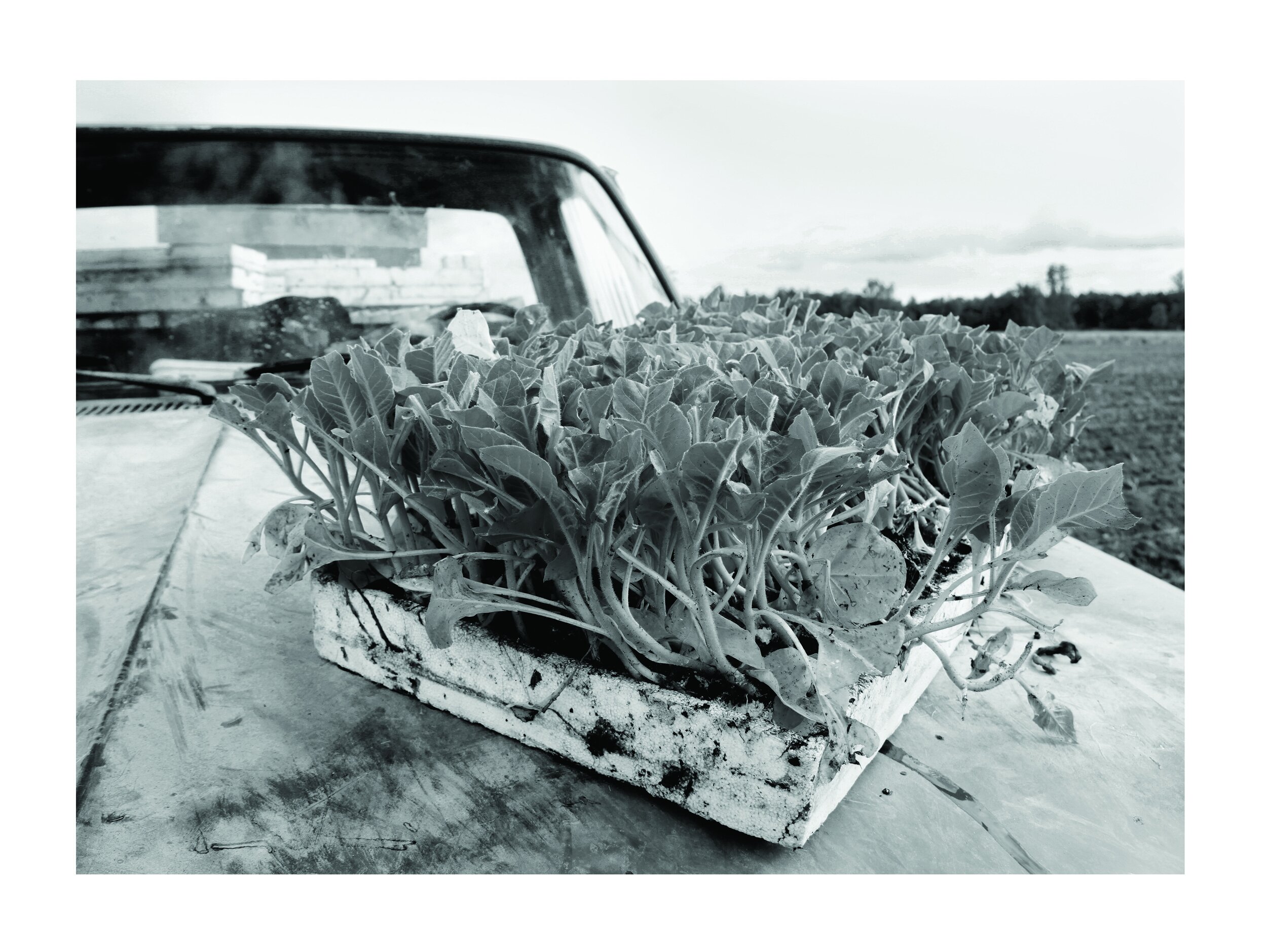 PlantingTobacco2-web.jpg