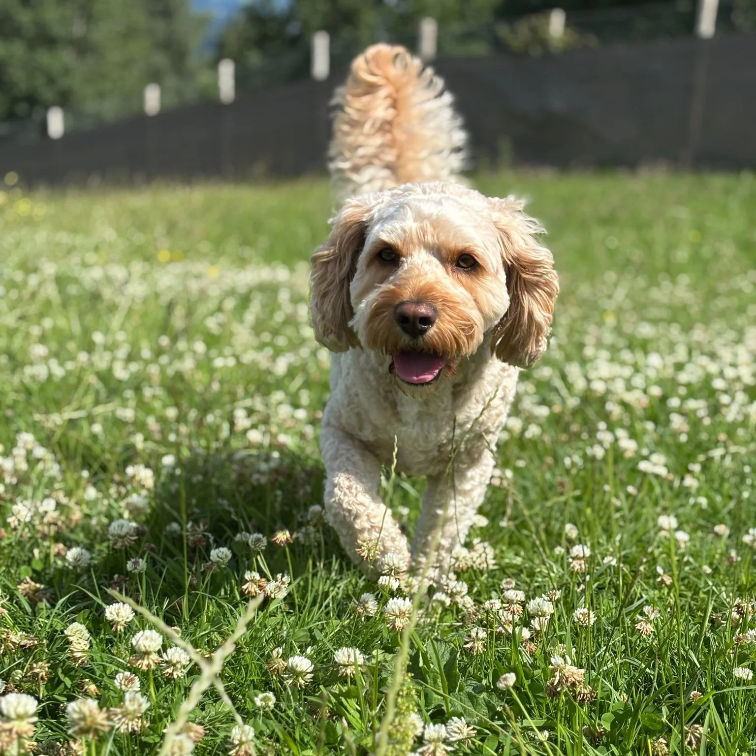 A happy, curly-haired dog running through a grassy field with small white flowers on a sunny day.