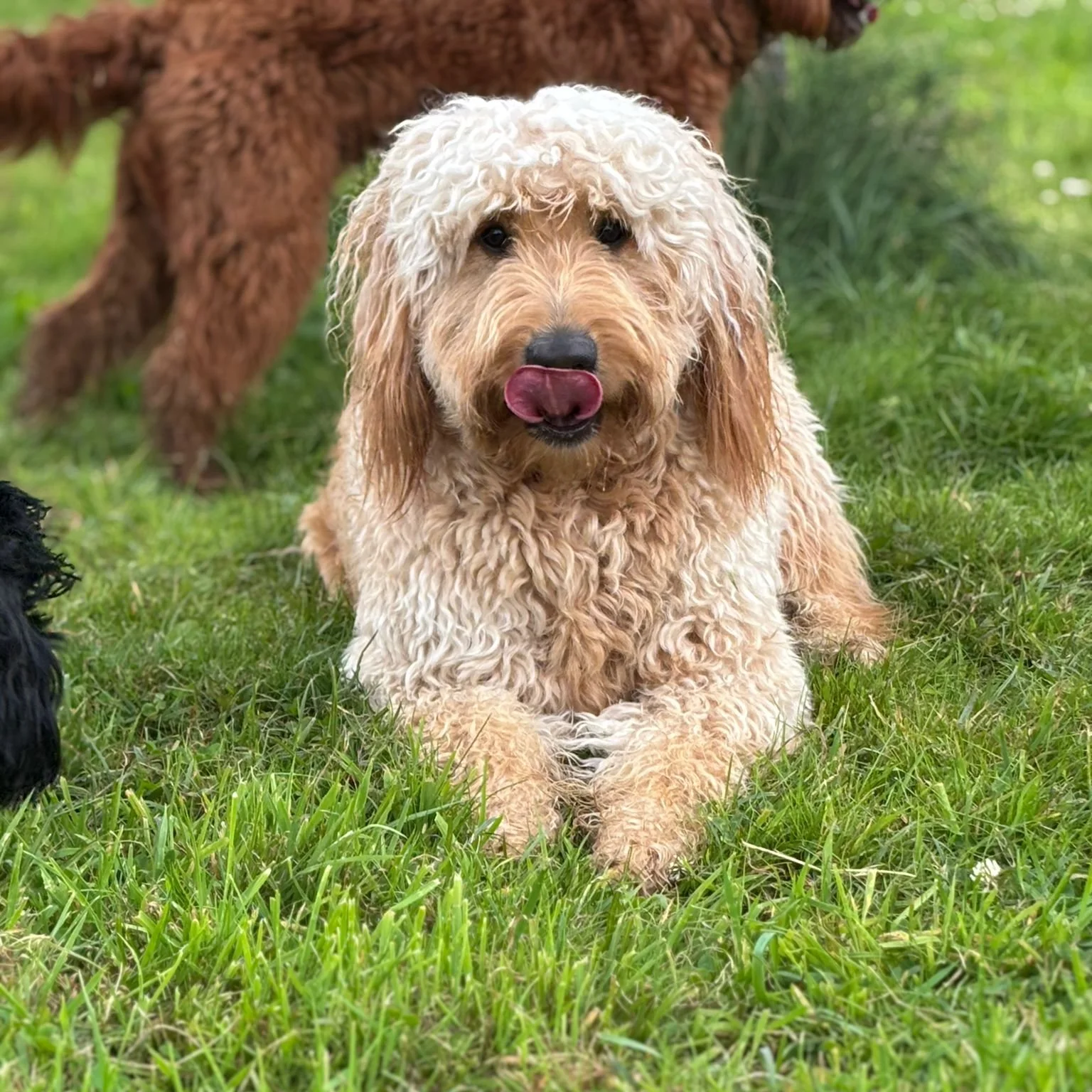 A light-colored, curly-haired dog lying on green grass, with its tongue out licking its nose, and other dogs partially visible around it.
