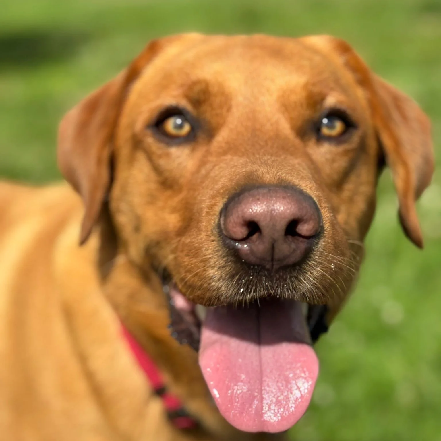 Close-up of a brown dog with floppy ears, open mouth, pink tongue out, and yellow eyes, outdoors with green grass in the background.