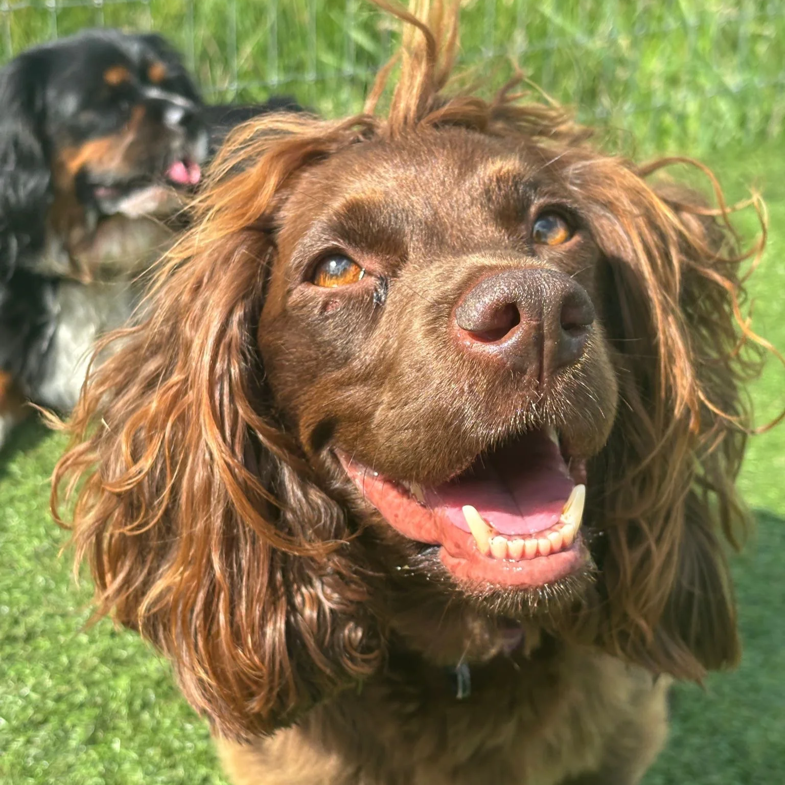 Close-up of a happy brown dog with long ears and a wide smile, standing on green grass with another black and brown dog in the background.
