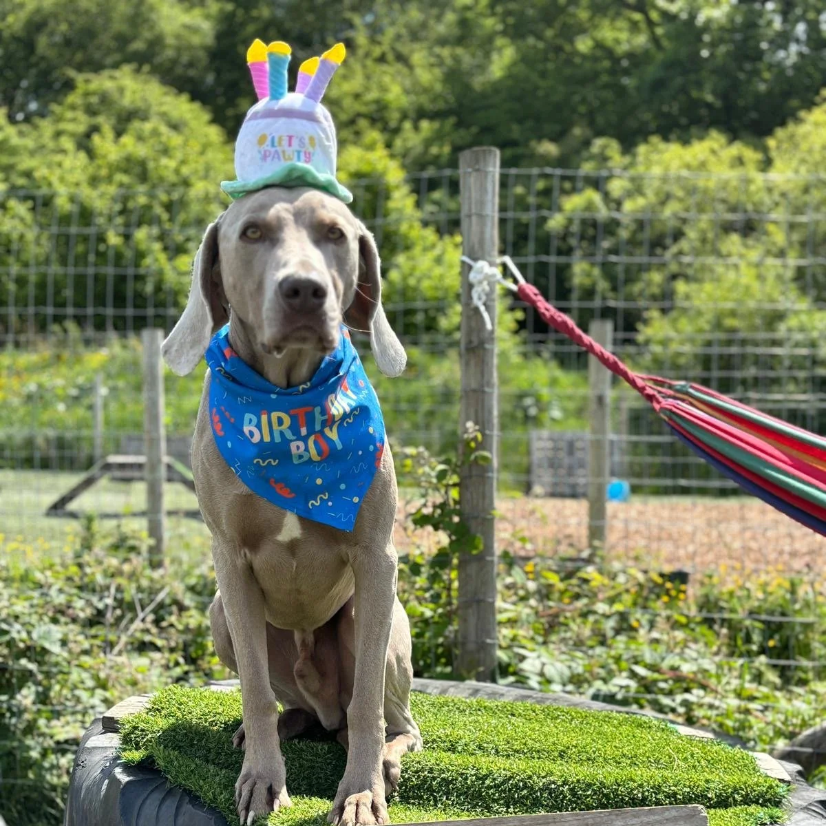 A dog sitting on a platform outdoors, wearing a birthday bandana and a hat shaped like a birthday cake that says 'Let's Celebrate'. The dog is on a leash attached to a fence, with trees and greenery in the background.