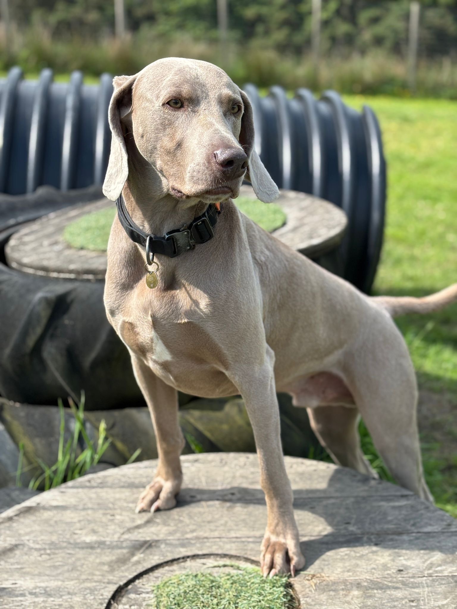 A gray dog with long ears and a black collar standing on a wooden surface outdoors.