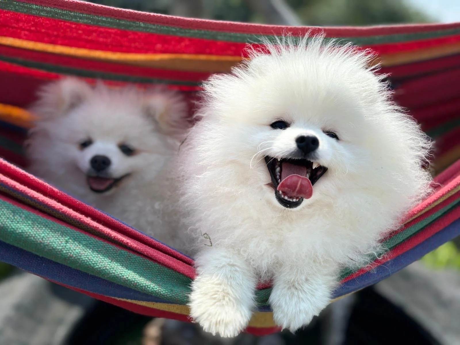 Two fluffy white Pomeranian puppies lying in a colorful hammock, one smiling with its mouth open and tongue out, the other relaxed with a slight smile, outdoors.
