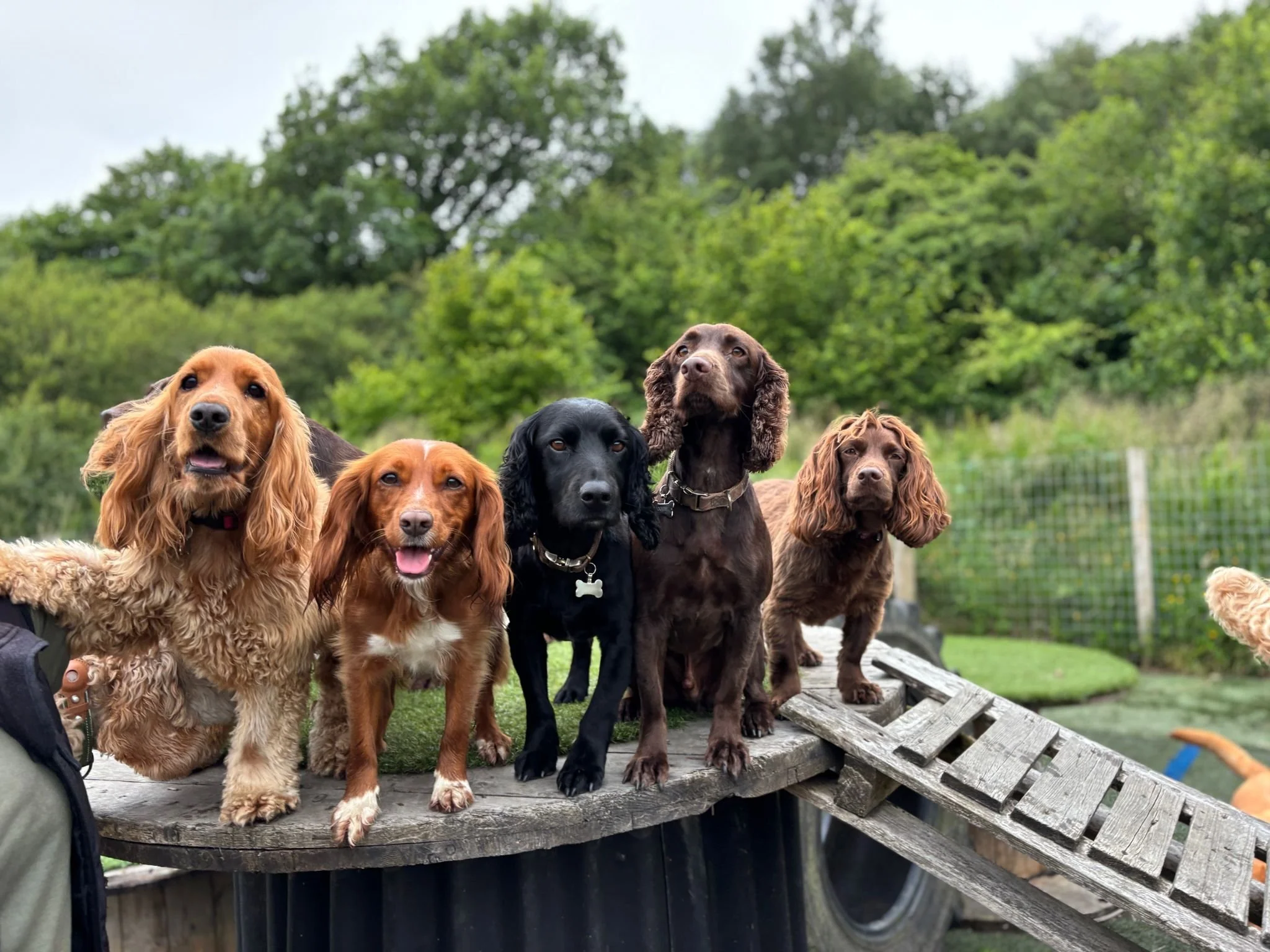 Six dogs of different breeds and colors standing on a wooden platform outdoors with green trees and fencing in the background.
