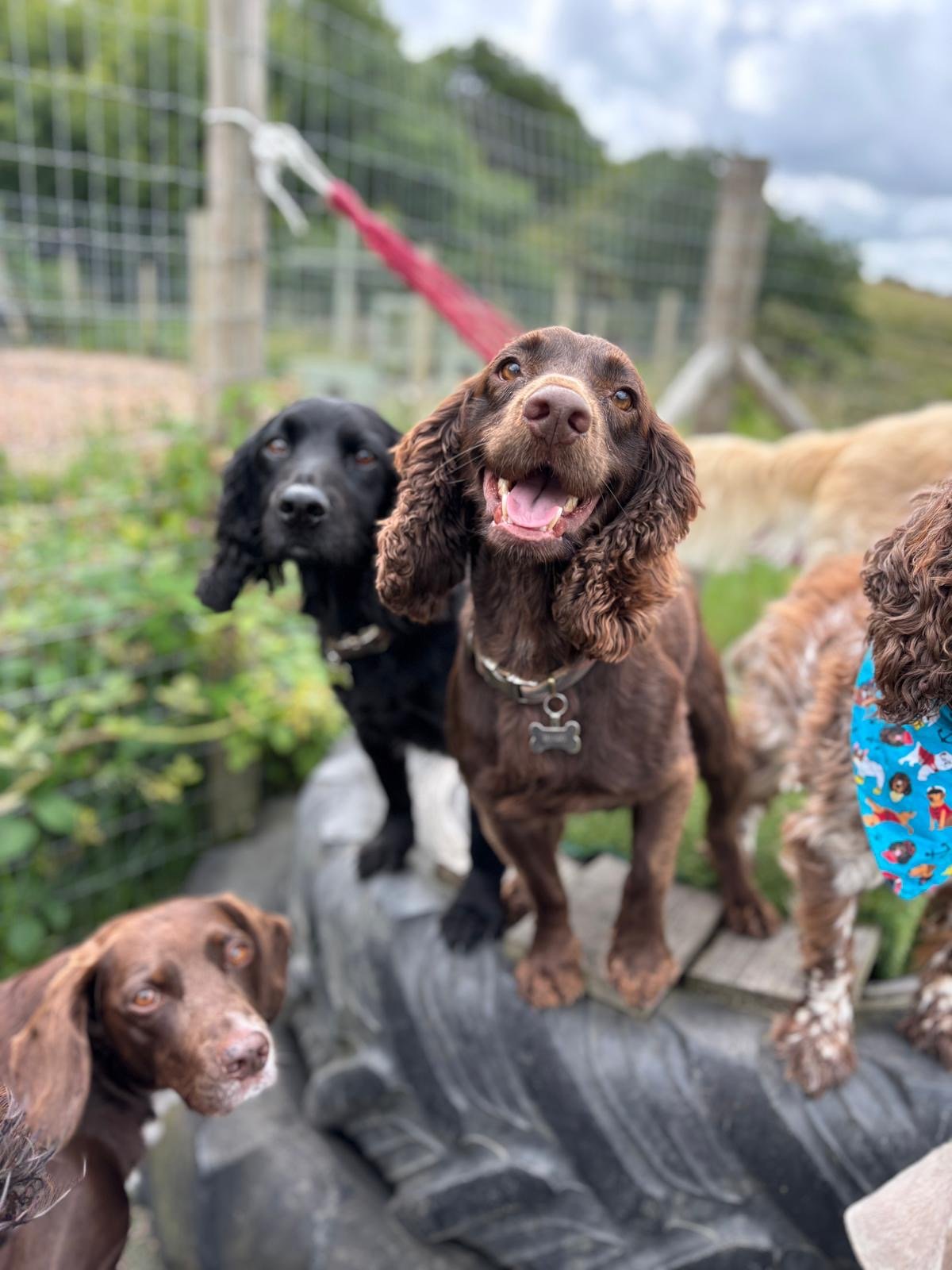 Group of dogs outdoors on a rock, with a wooden fence in the background. The central dog, a brown spaniel, is smiling with an open mouth. Other dogs of different breeds and colors surround it.