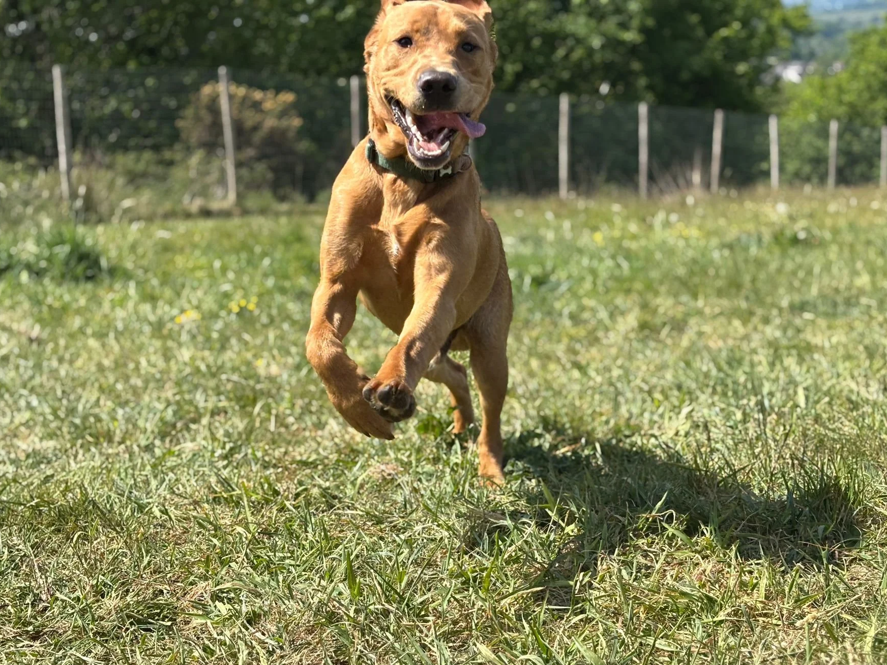 A brown dog running toward the camera on a grassy field with trees and a fence in the background.