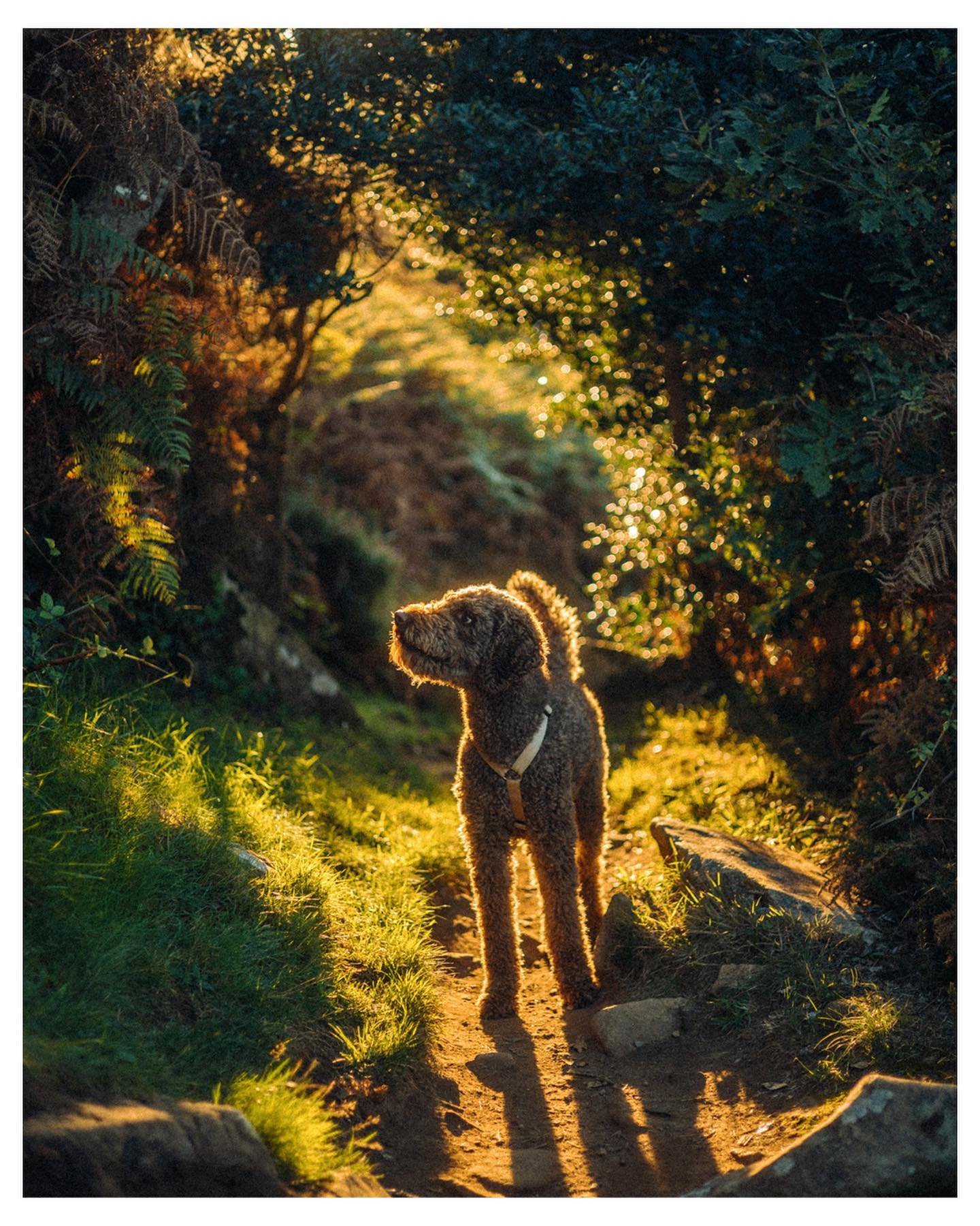 🎂Another year goes by with this strangely cute creature