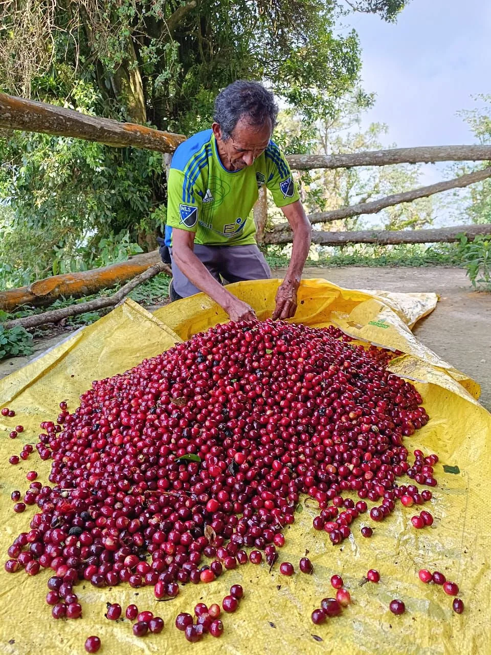 Cafe_Imports_El_Salvador_Finca_Ethiopia-1-2024-05-28-195717.jpg