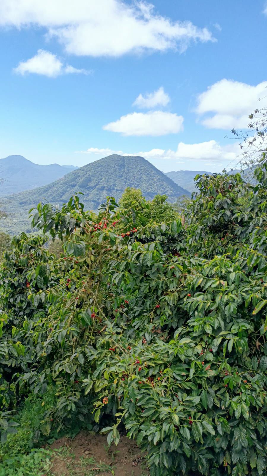 Cafe_Imports_El_Salvador_Finca_Ethiopia-2-2024-05-28-195717.jpg
