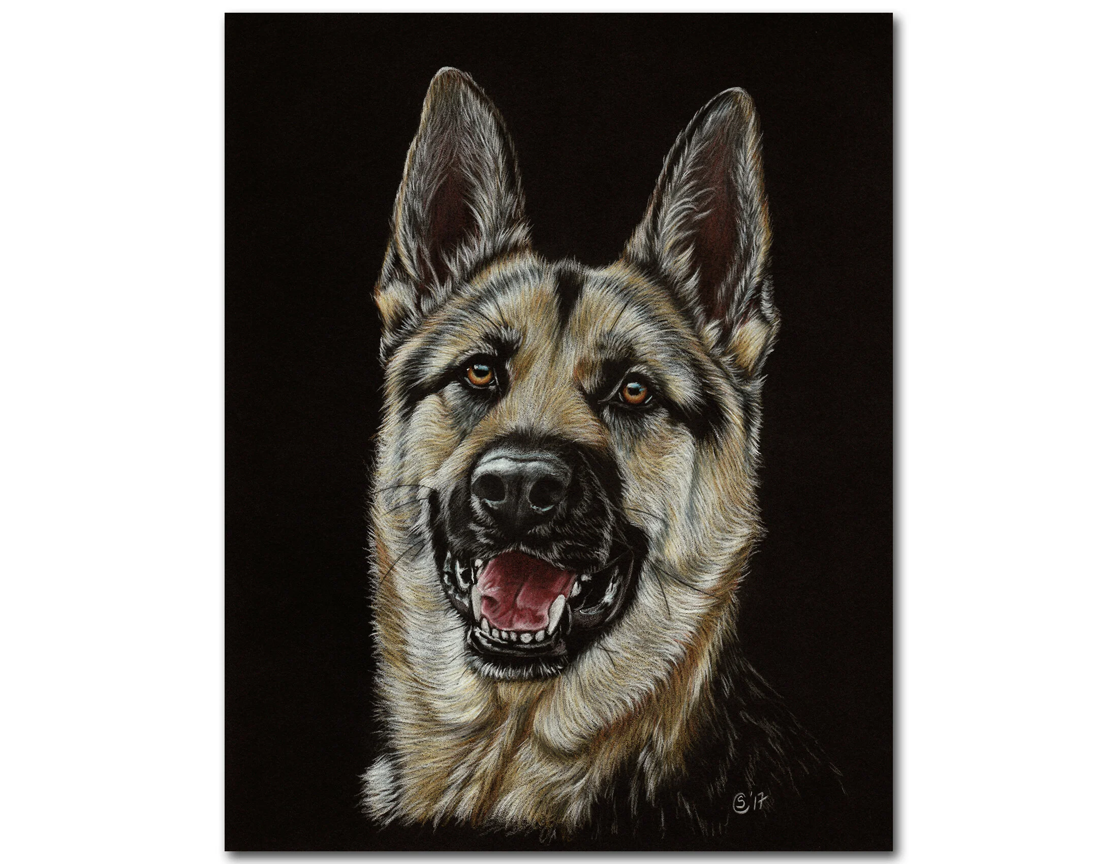 German Shepherd Dop Portrait in Colored Pencils on Black Paper