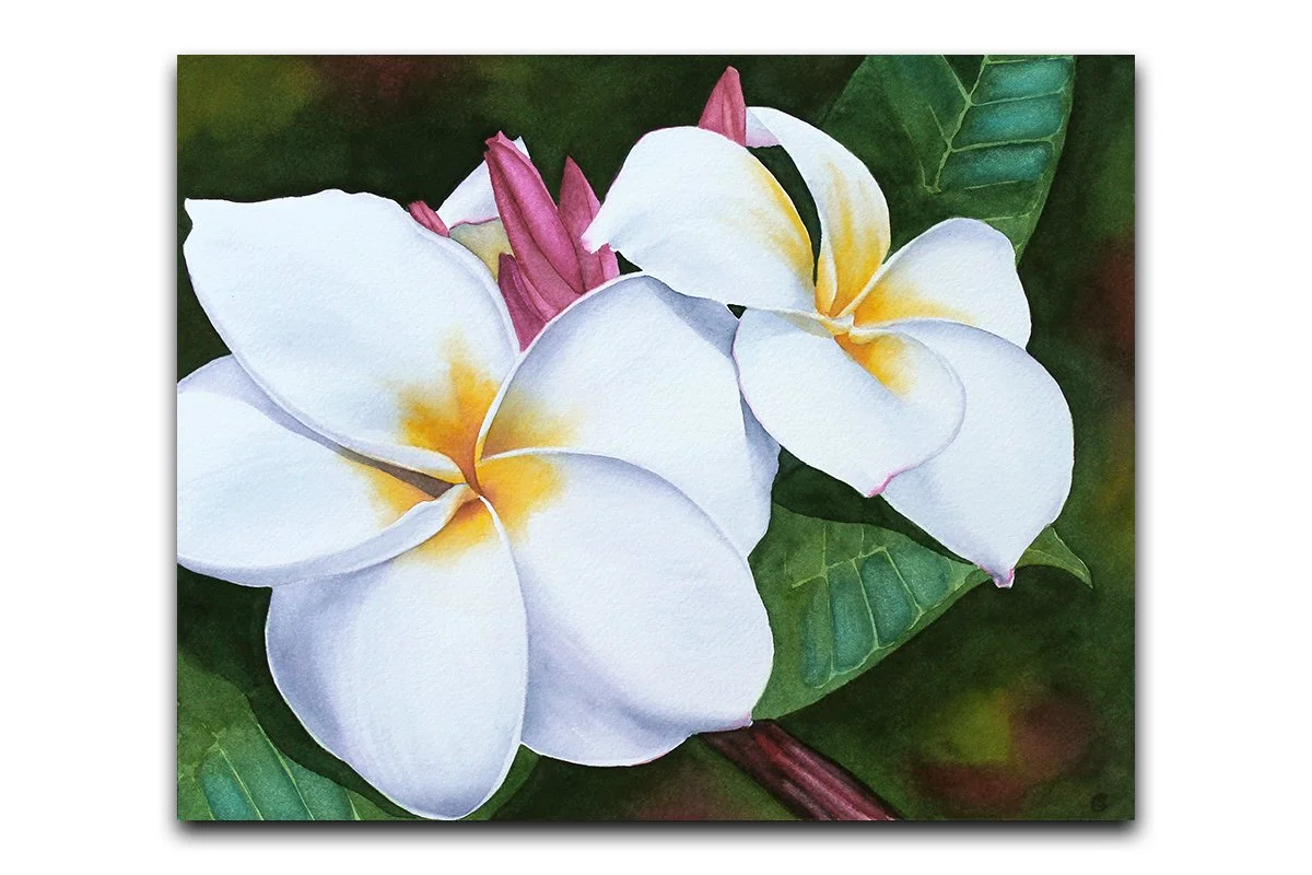 Plumeria 25