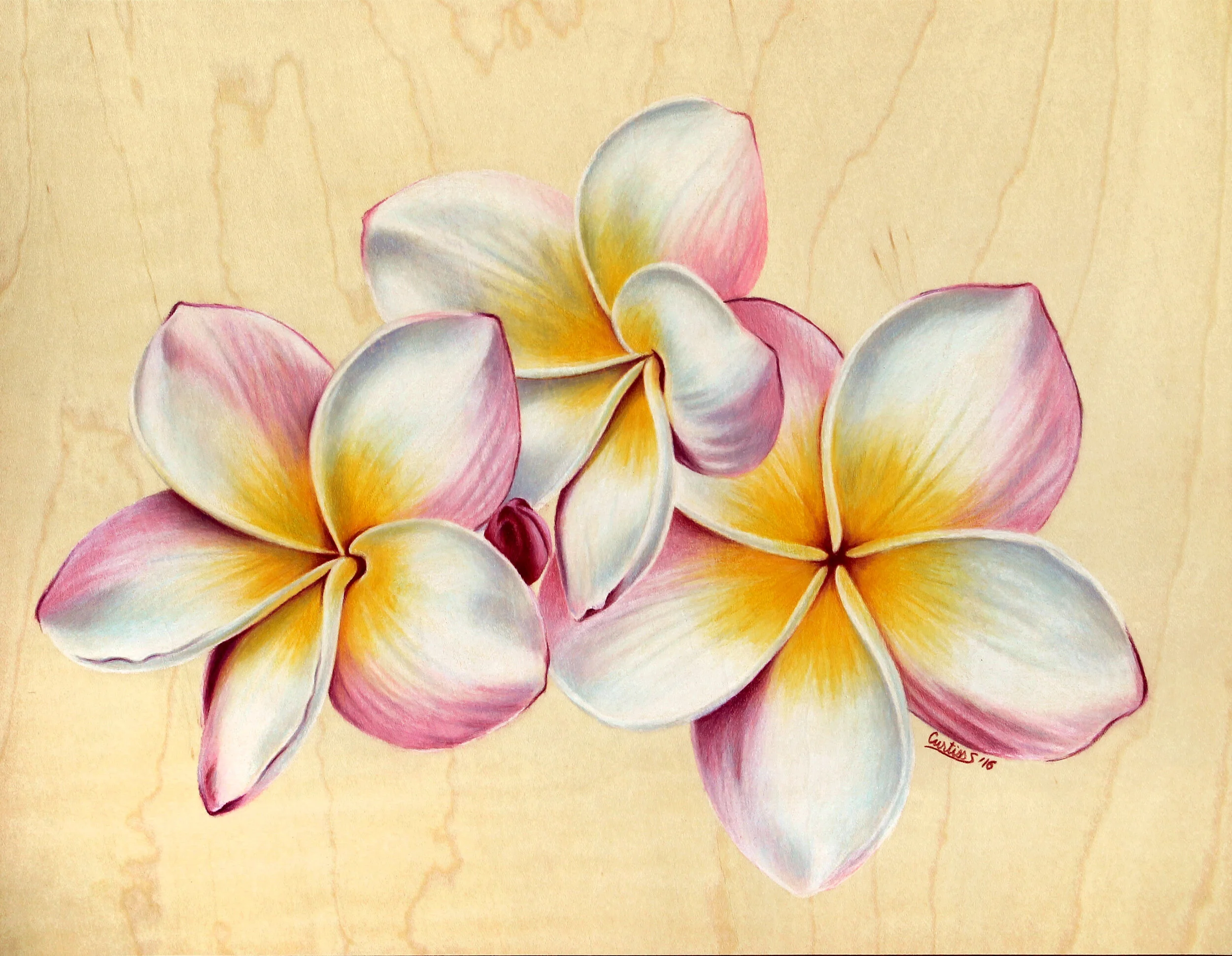 Realistic Plumeria Frangipani Flowers on Wood Colored Pencils Painting